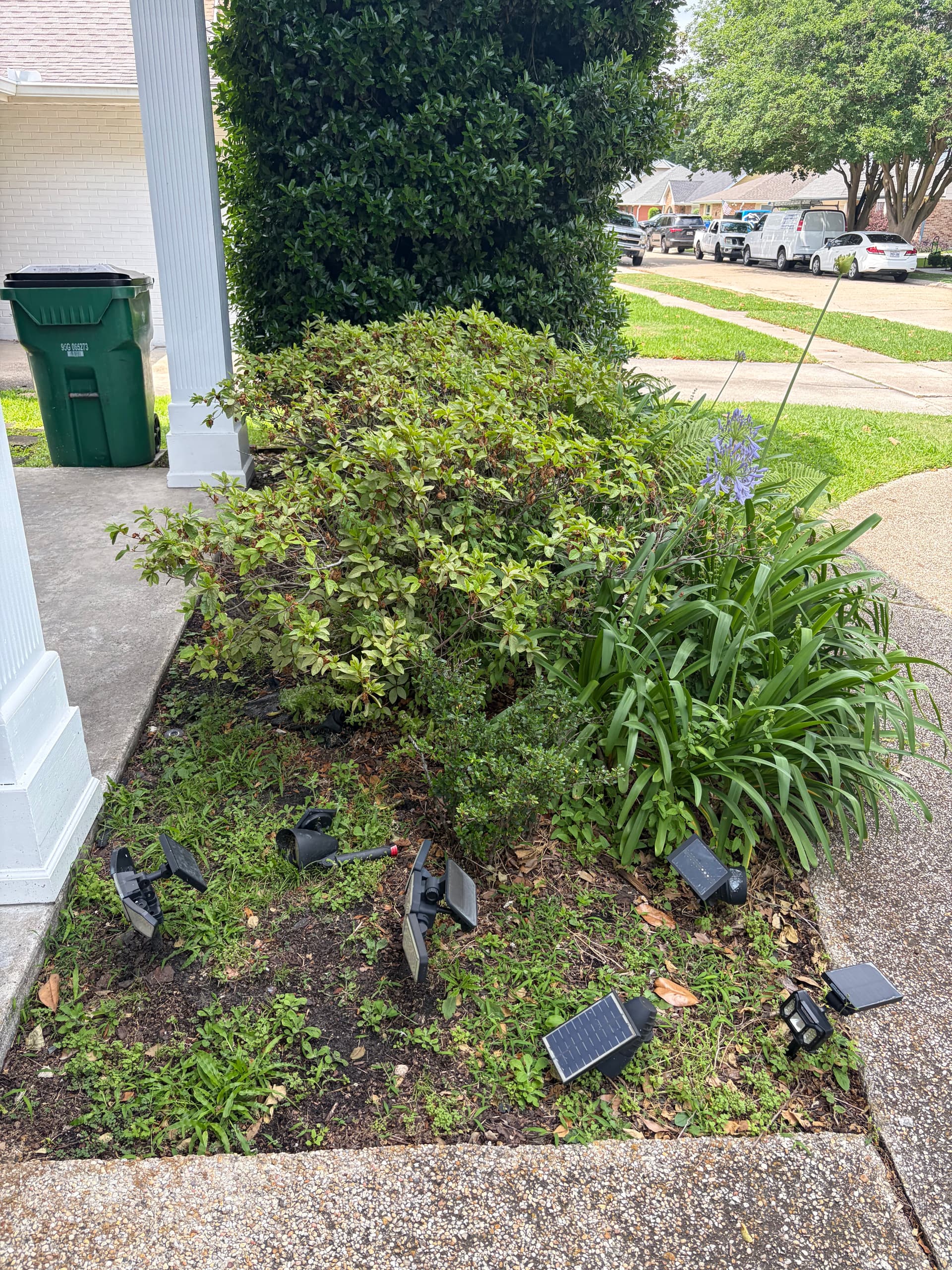 Gallery photos for Front Landscape Cleanup with New Beds, Mulch and Tree Trimming: Image #1