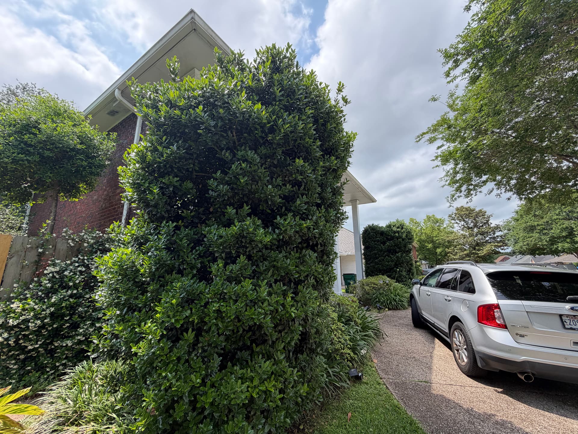 Gallery photos for Front Landscape Cleanup with New Beds, Mulch and Tree Trimming: Image #2