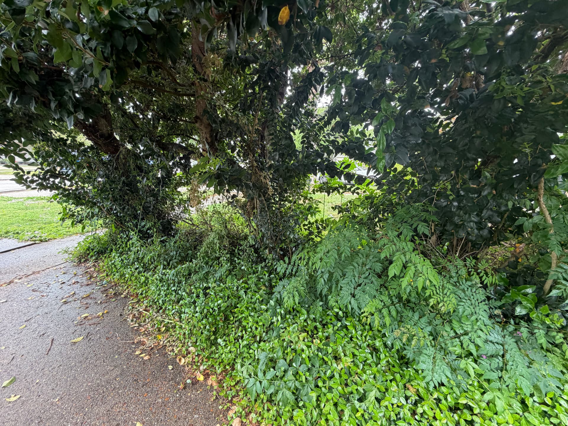 Gallery photos for Comprehensive Yard Cleanup and Transformation: Image #3