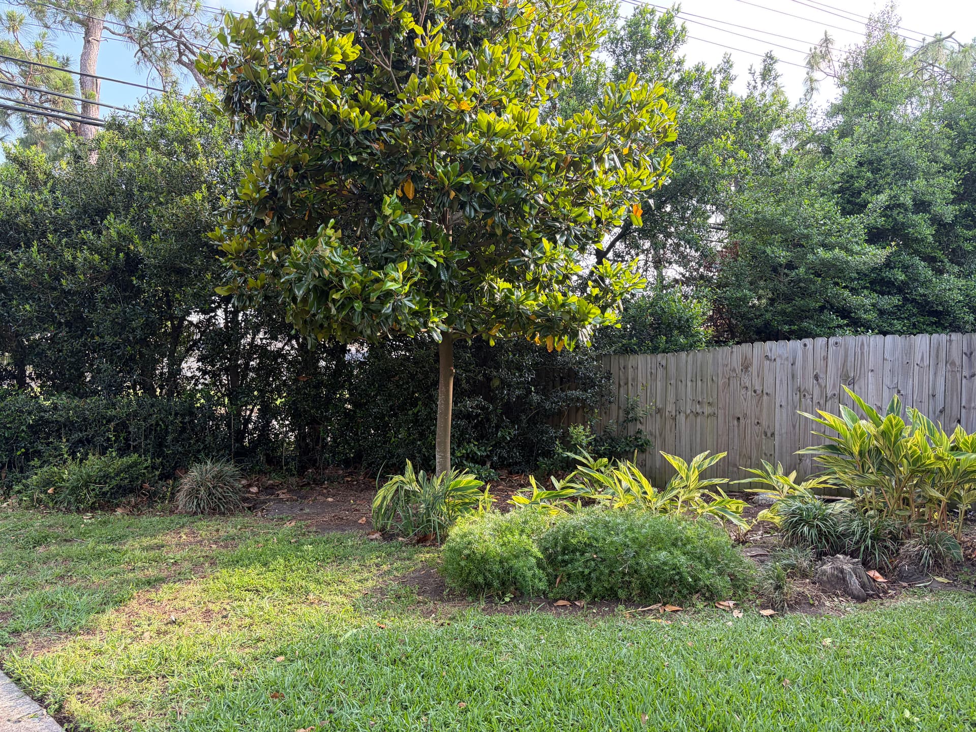 Gallery photos for Front Landscape Cleanup with New Beds, Mulch and Tree Trimming: Image #8