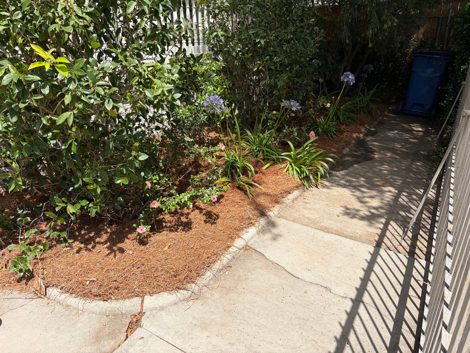 Full Spring Cleanup on a Historic Property with Oak, Palms, and Garden Beds image