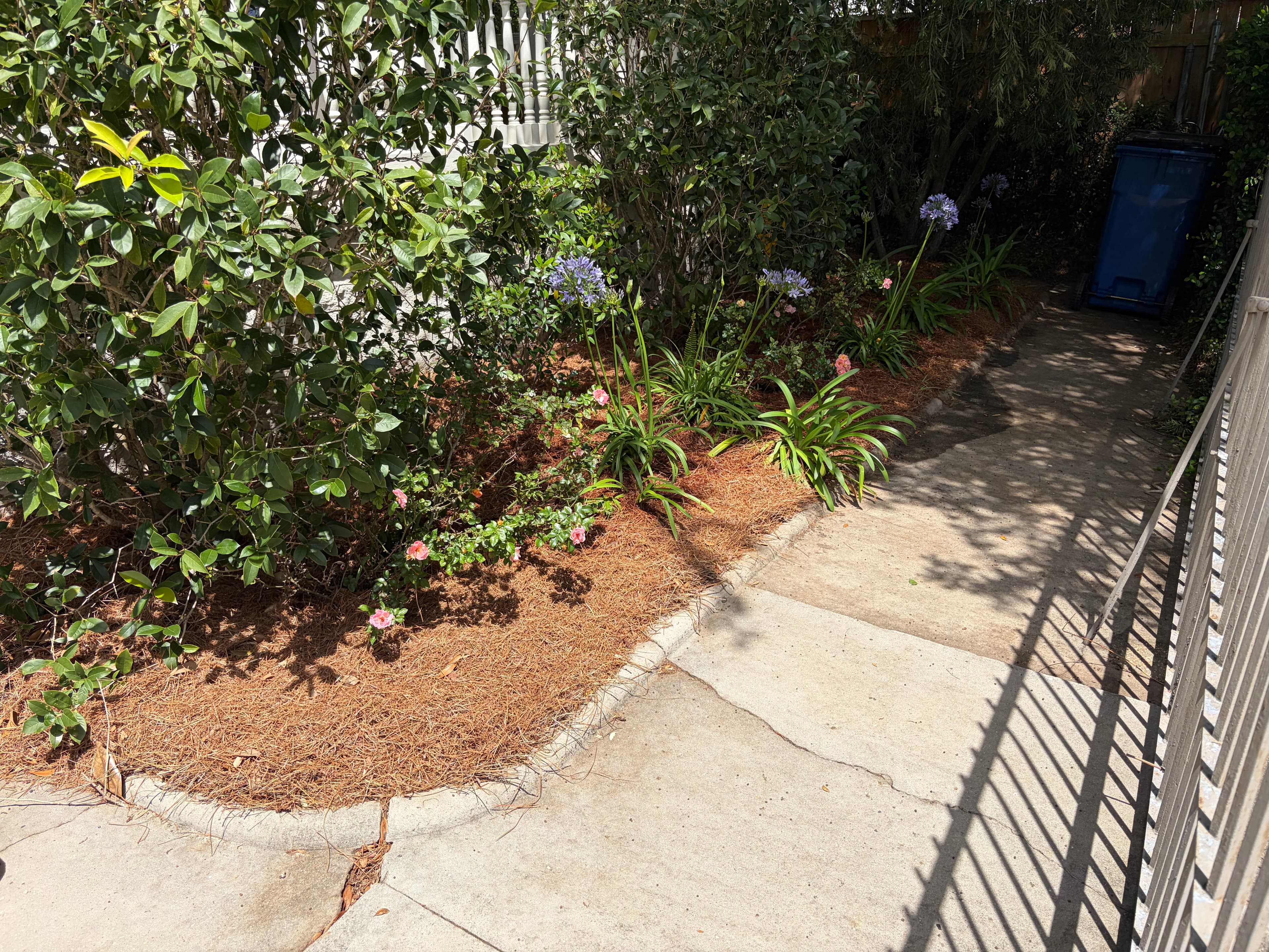 Project Full Spring Cleanup on a Historic Property with Oak, Palms, and Garden Beds image