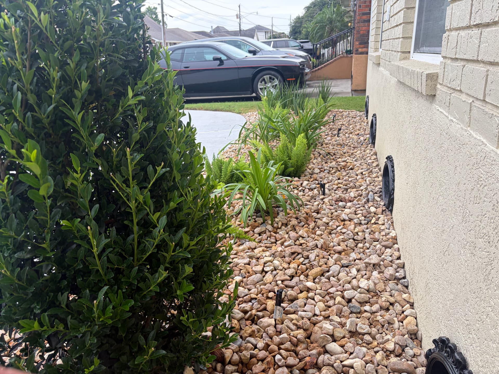Gallery photos for Front Bed Rebuild with Low-Maintenance Plants and River Rock: Image #9