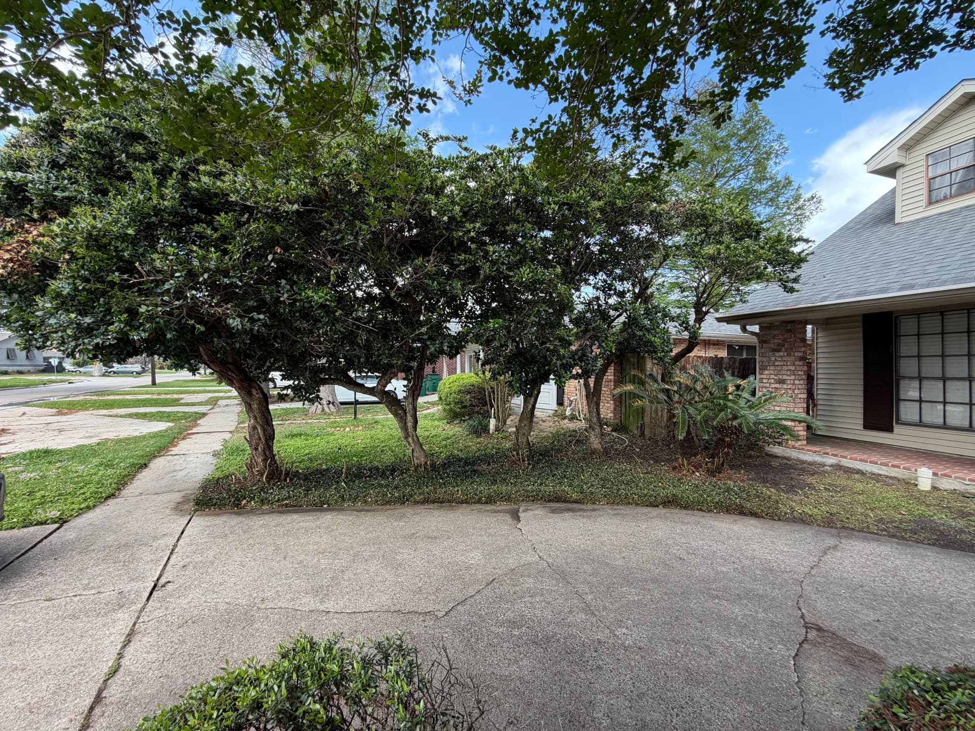 Gallery photos for Comprehensive Yard Cleanup and Transformation: Image #6