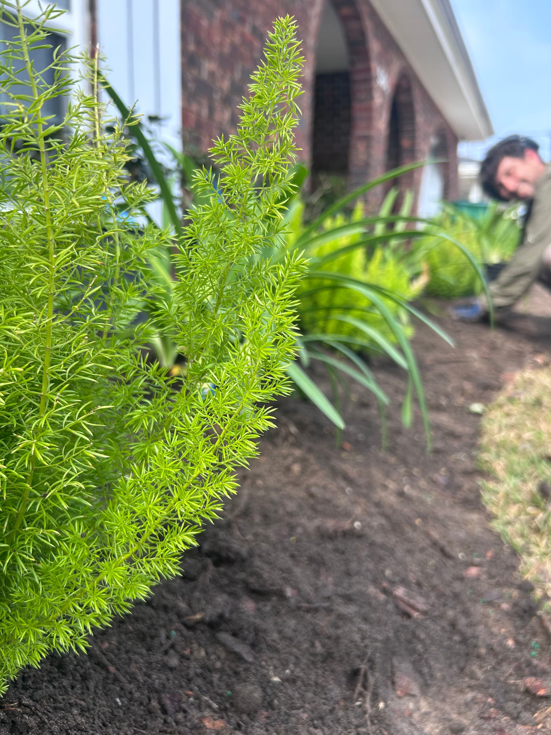 Gallery photos for Front Yard Transformation with Fresh Landscapes and Smart Irrigation: Image #7