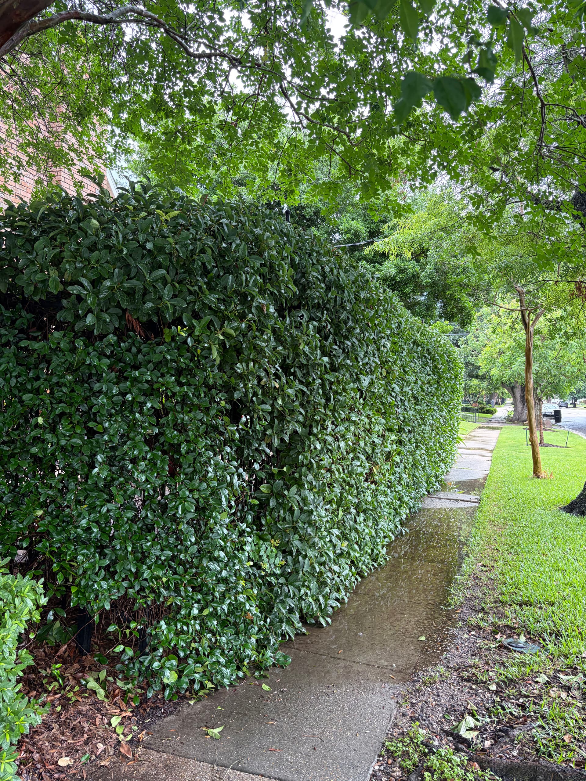 Gallery photos for Full Landscape Cleanup With Fresh Mulch and Shaped Shrubs: Image #9