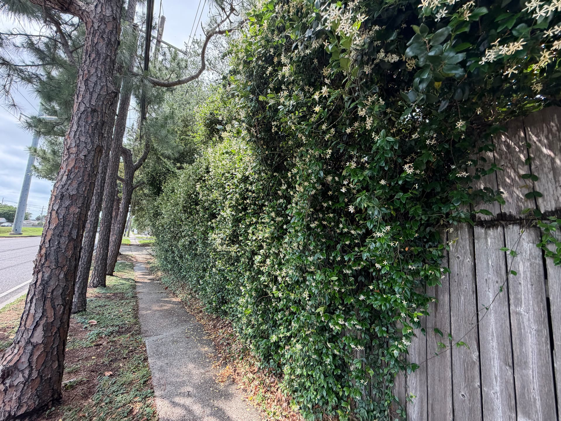 Gallery photos for Front Landscape Cleanup with New Beds, Mulch and Tree Trimming: Image #3