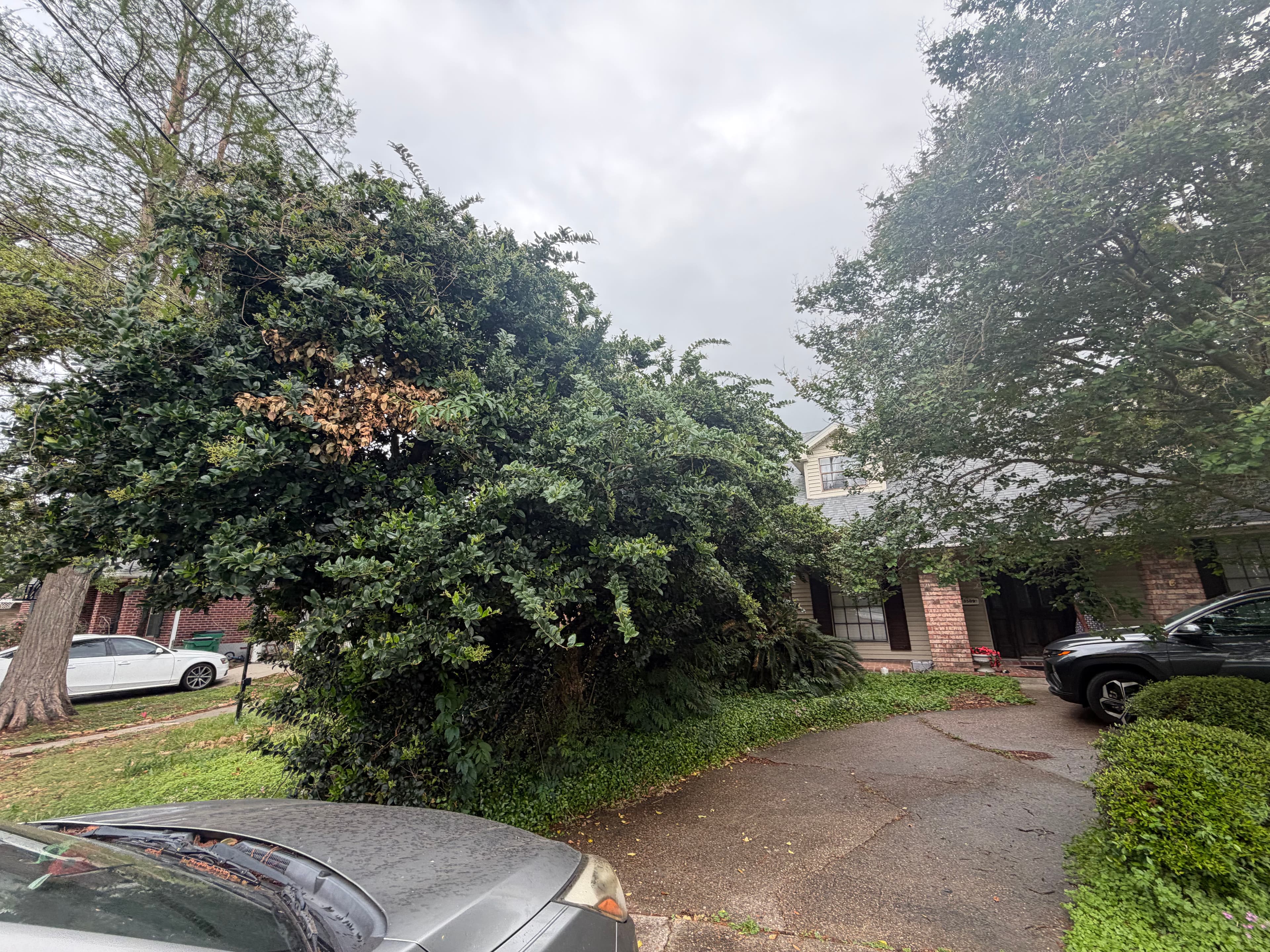 Project Comprehensive Yard Cleanup and Transformation image