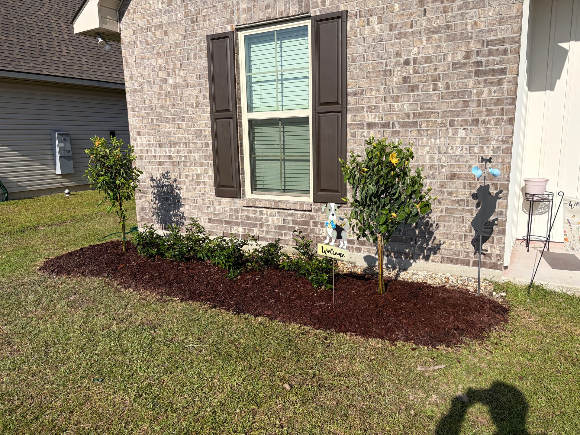 Gallery photos for Front Yard Landscape Tearout and Replant with Camellias and Hibiscus: Image #4