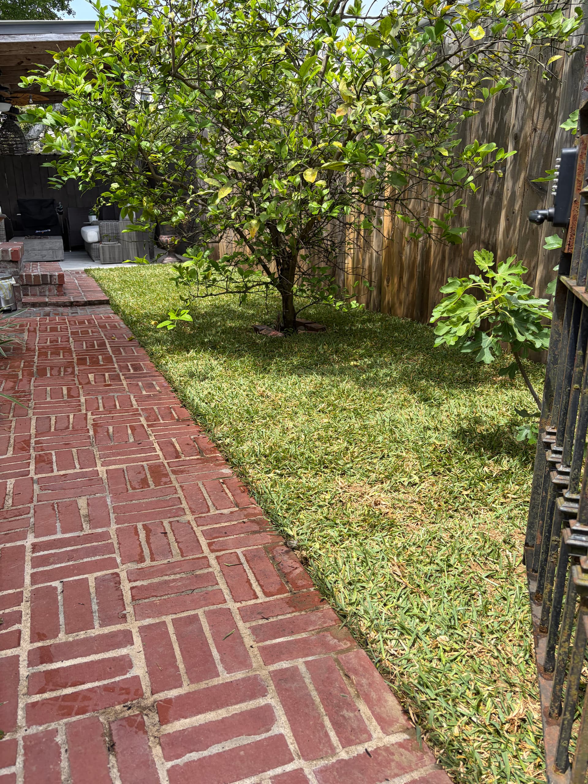 Gallery photos for St. Augustine Sod Installation Turns a Bare Side Yard Green: Image #2