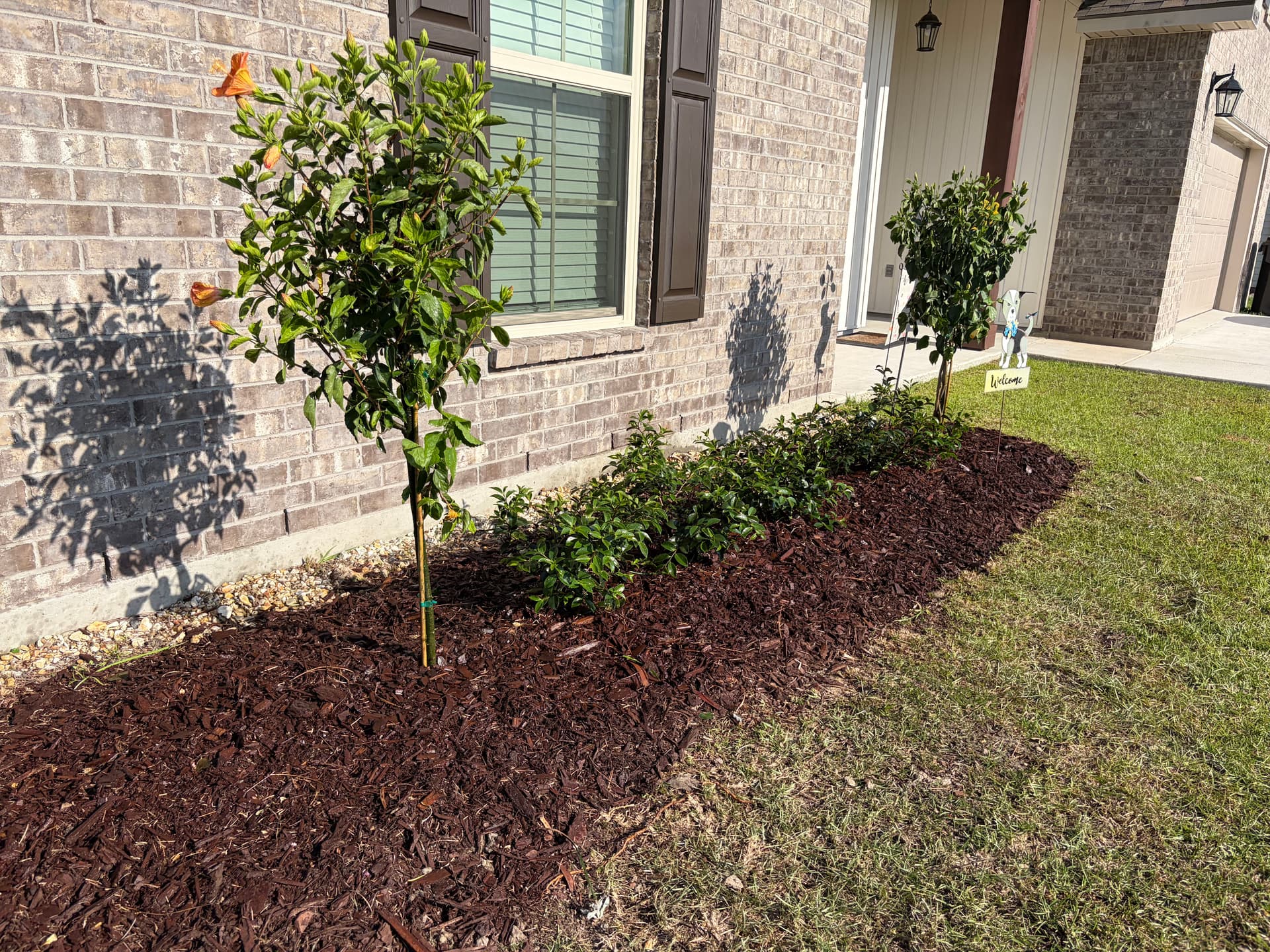 Gallery photos for Front Yard Landscape Tearout and Replant with Camellias and Hibiscus: Image #3