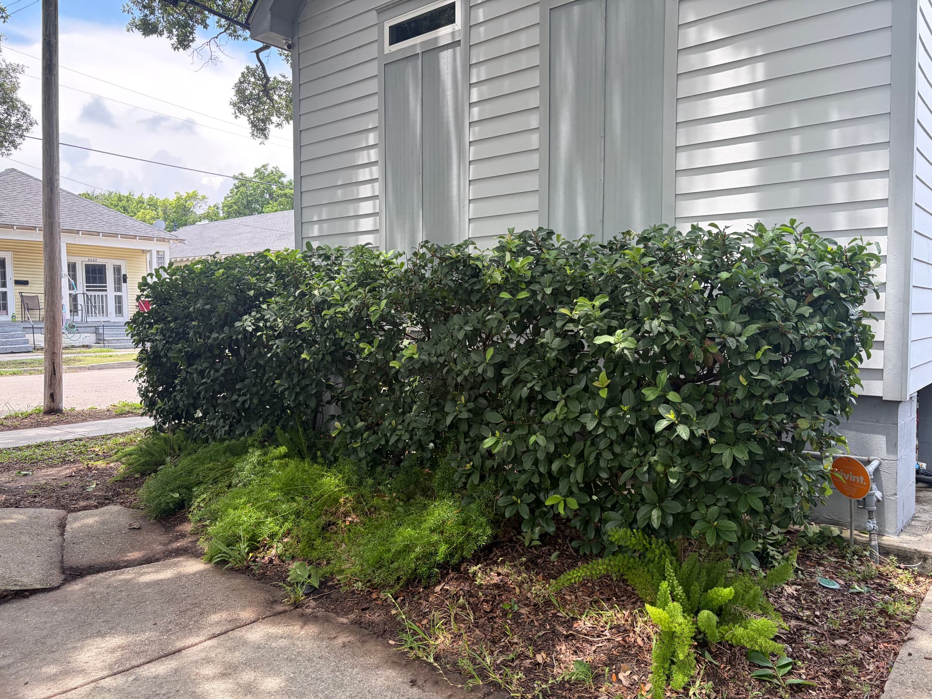 Gallery photos for New Orleans Hedge Trimming That Actually Makes a Difference: Image #4