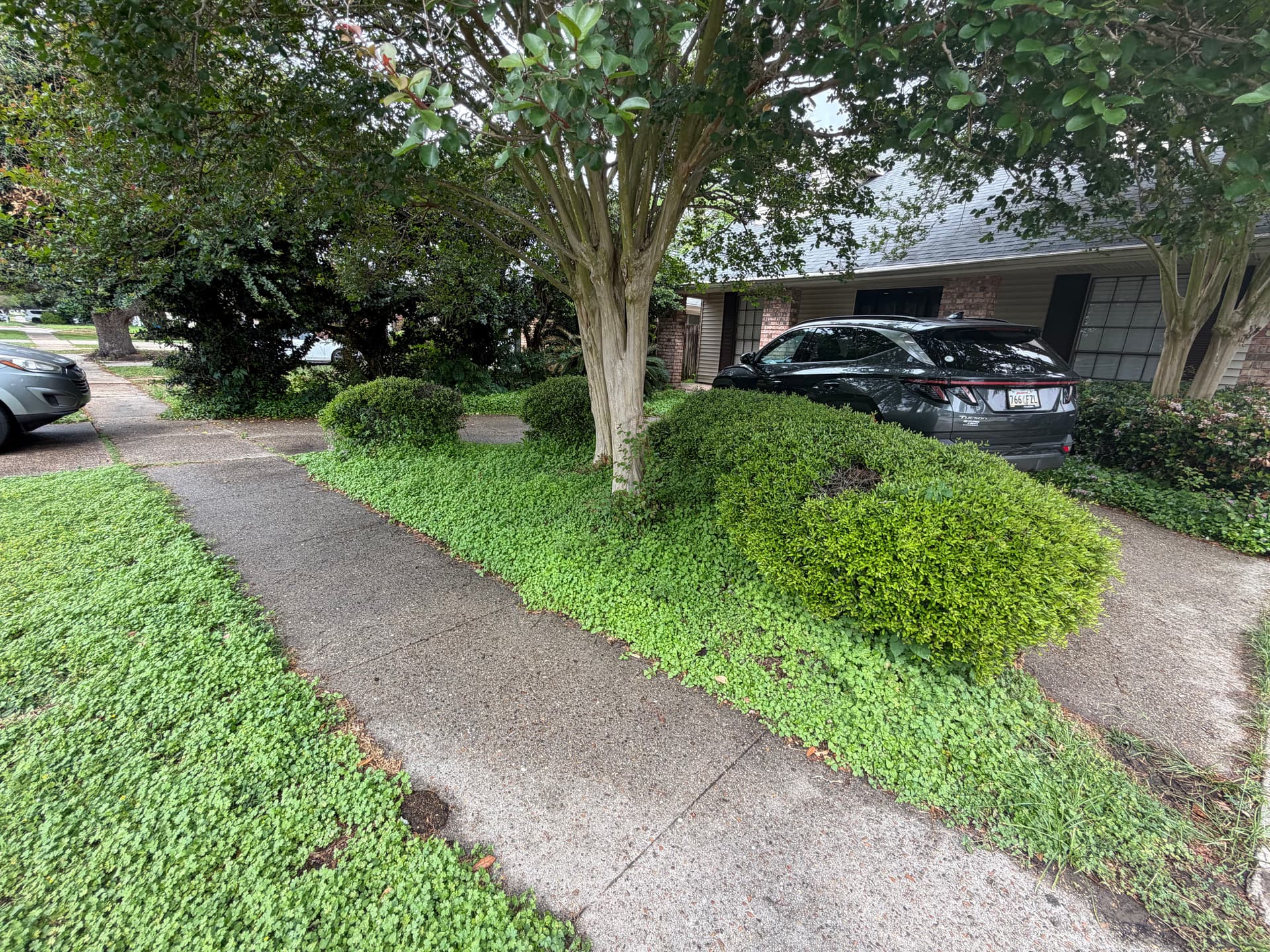 Gallery photos for Comprehensive Yard Cleanup and Transformation: Image #1