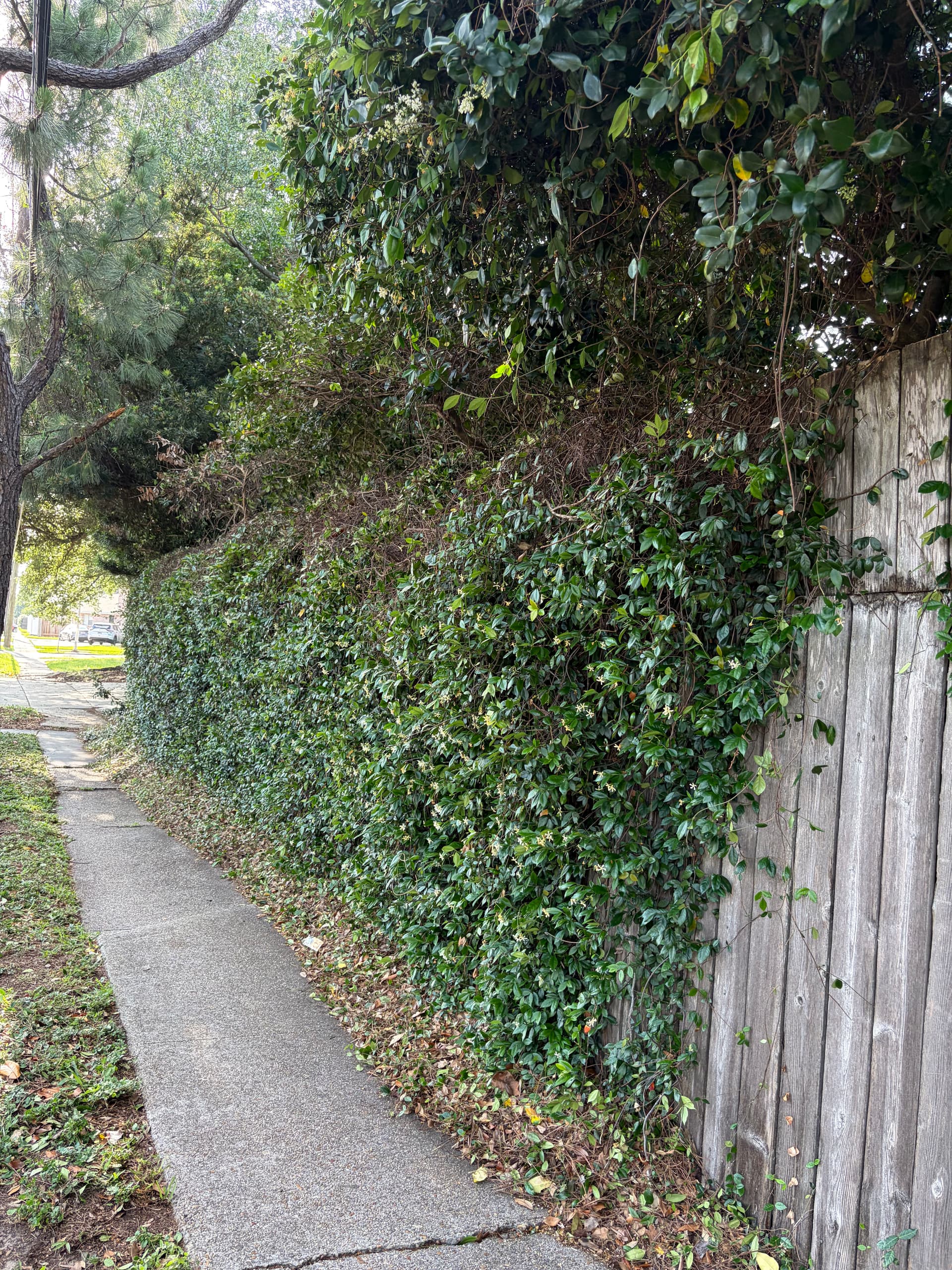 Gallery photos for Front Landscape Cleanup with New Beds, Mulch and Tree Trimming: Image #7