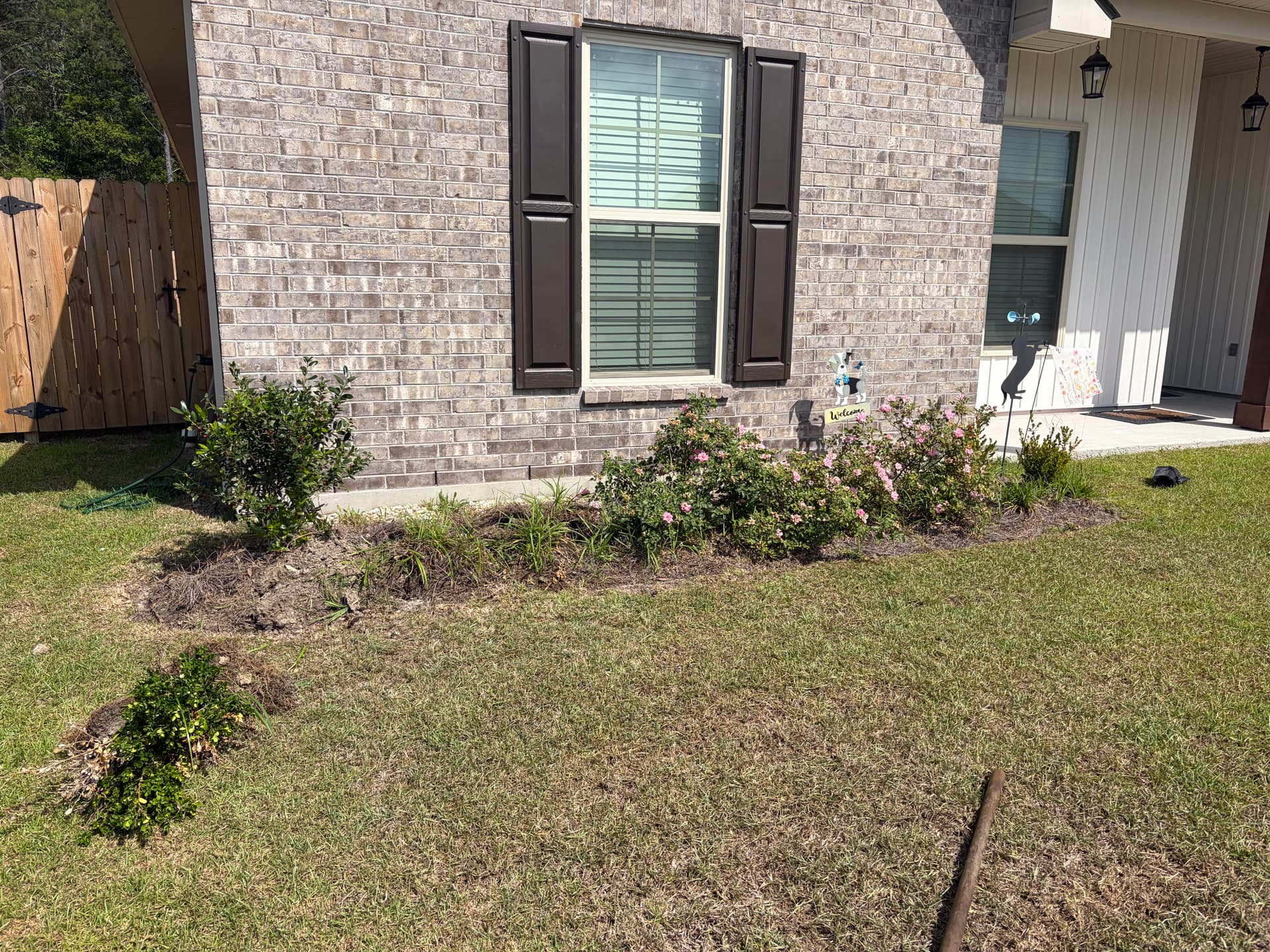 Front Yard Landscape Tearout and Replant with Camellias and Hibiscus image