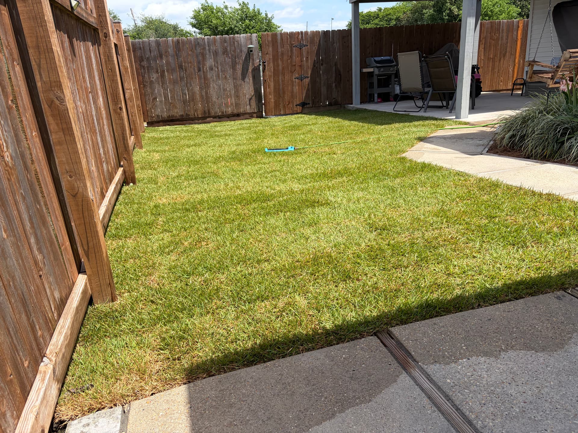 Gallery photos for St. Augustine Ripped Out, Palisade Zoysia Installed in Its Place: Image #2