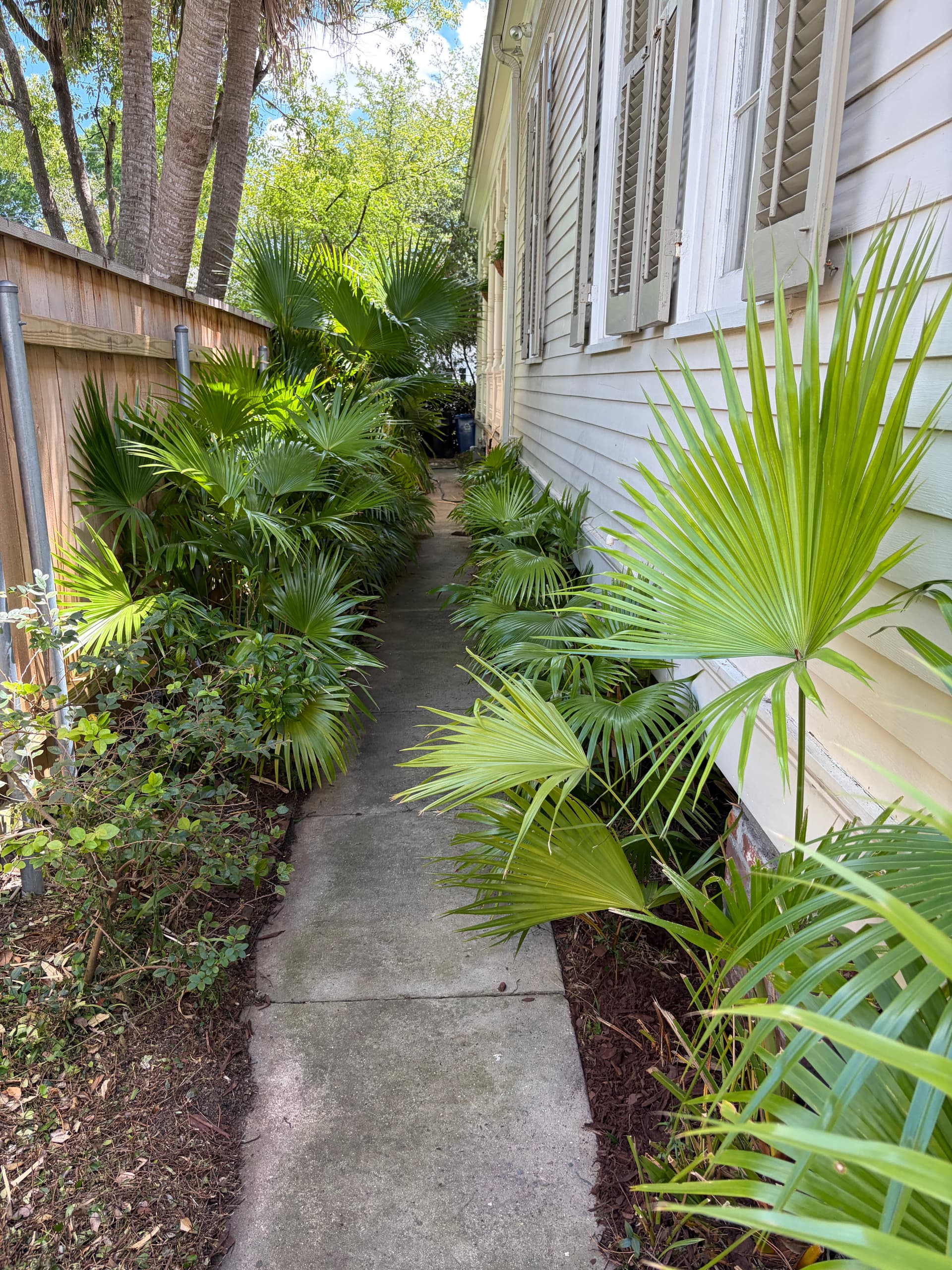 Gallery photos for Full Spring Cleanup on a Historic Property with Oak, Palms, and Garden Beds: Image #9