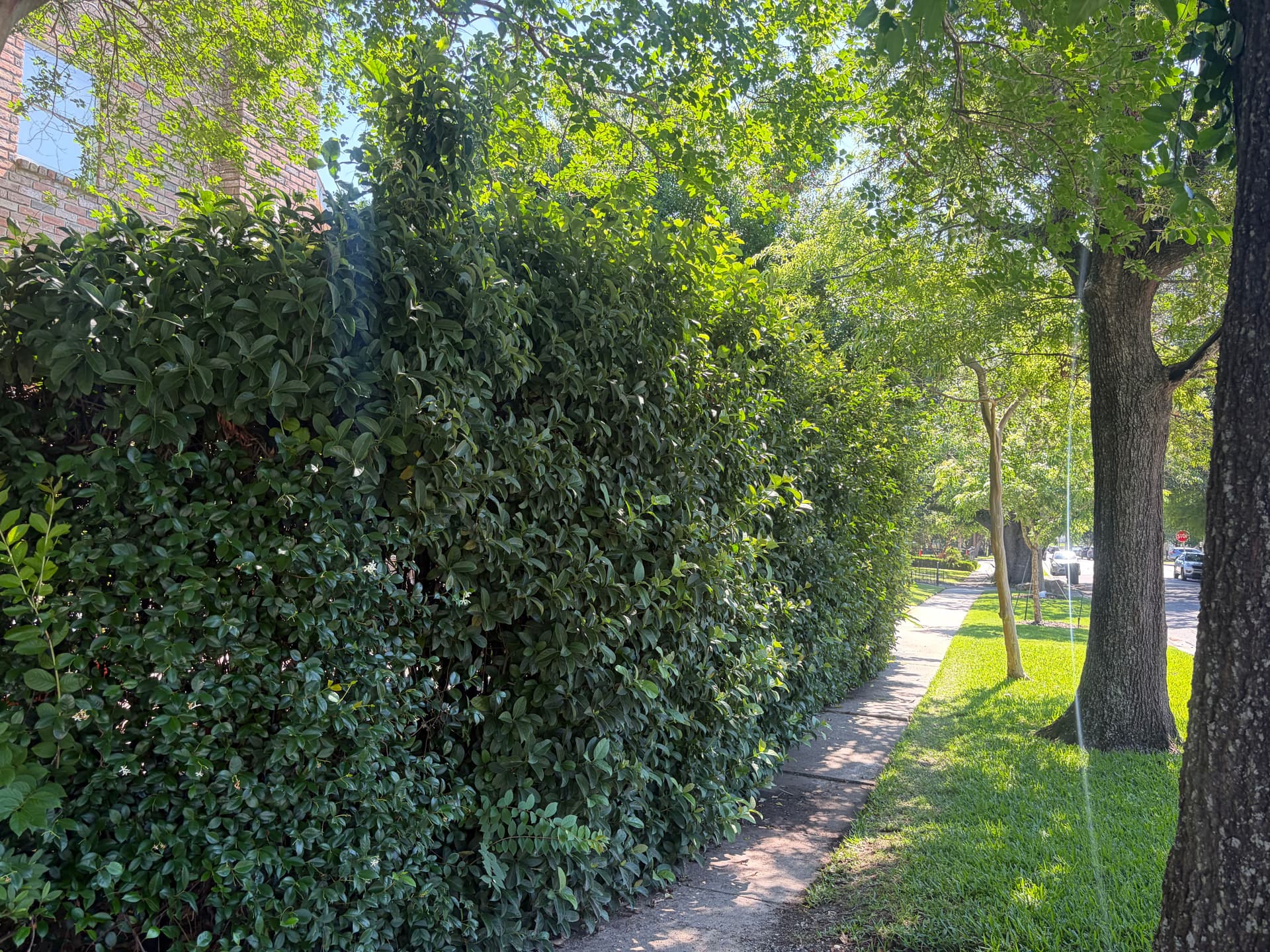 Gallery photos for Full Landscape Cleanup With Fresh Mulch and Shaped Shrubs: Image #4