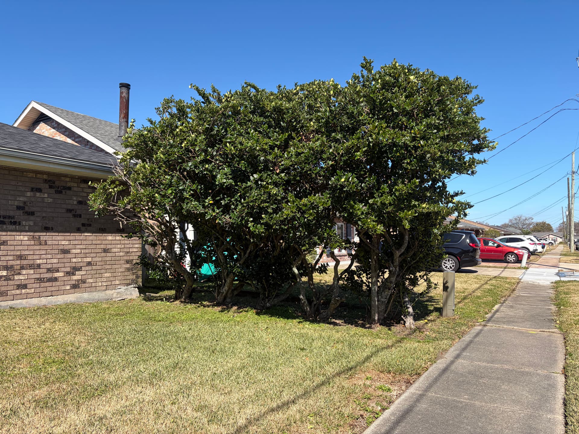 Gallery photos for Complete Yard Cleanup in Metairie: Image #4