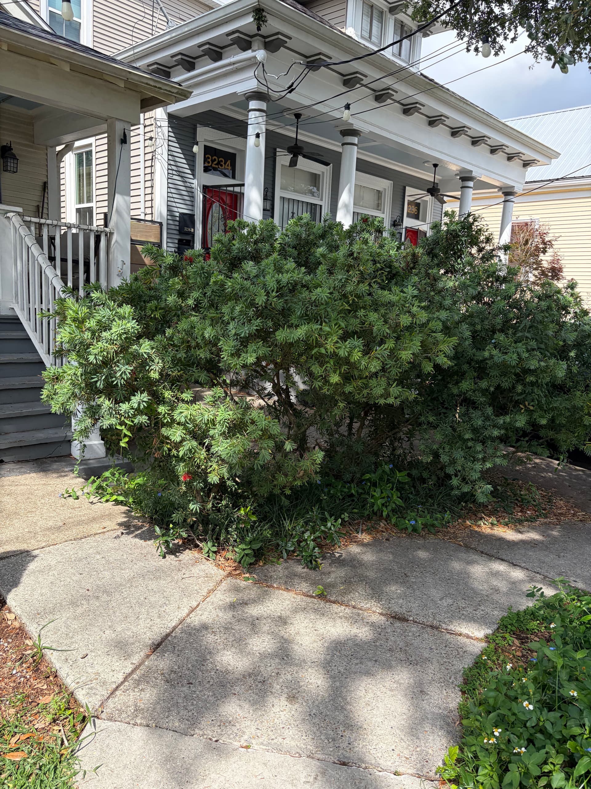 Gallery photos for Oak Trimming, Shrub Cleanup and Rock Bed Installation Done Right: Image #1