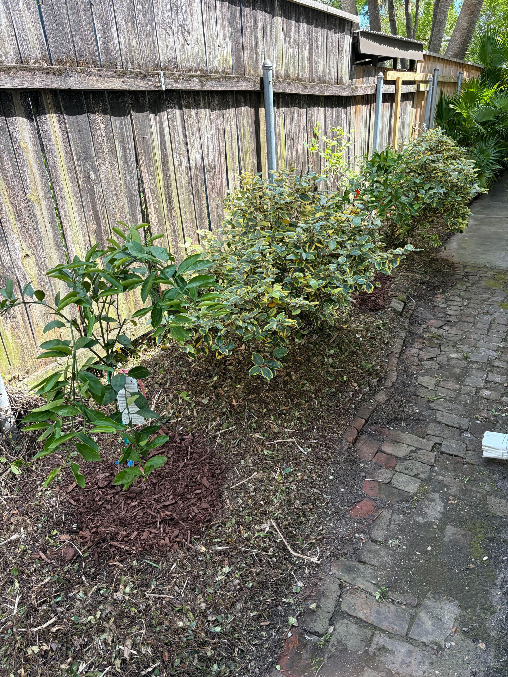 Gallery photos for Full Spring Cleanup on a Historic Property with Oak, Palms, and Garden Beds: Image #2