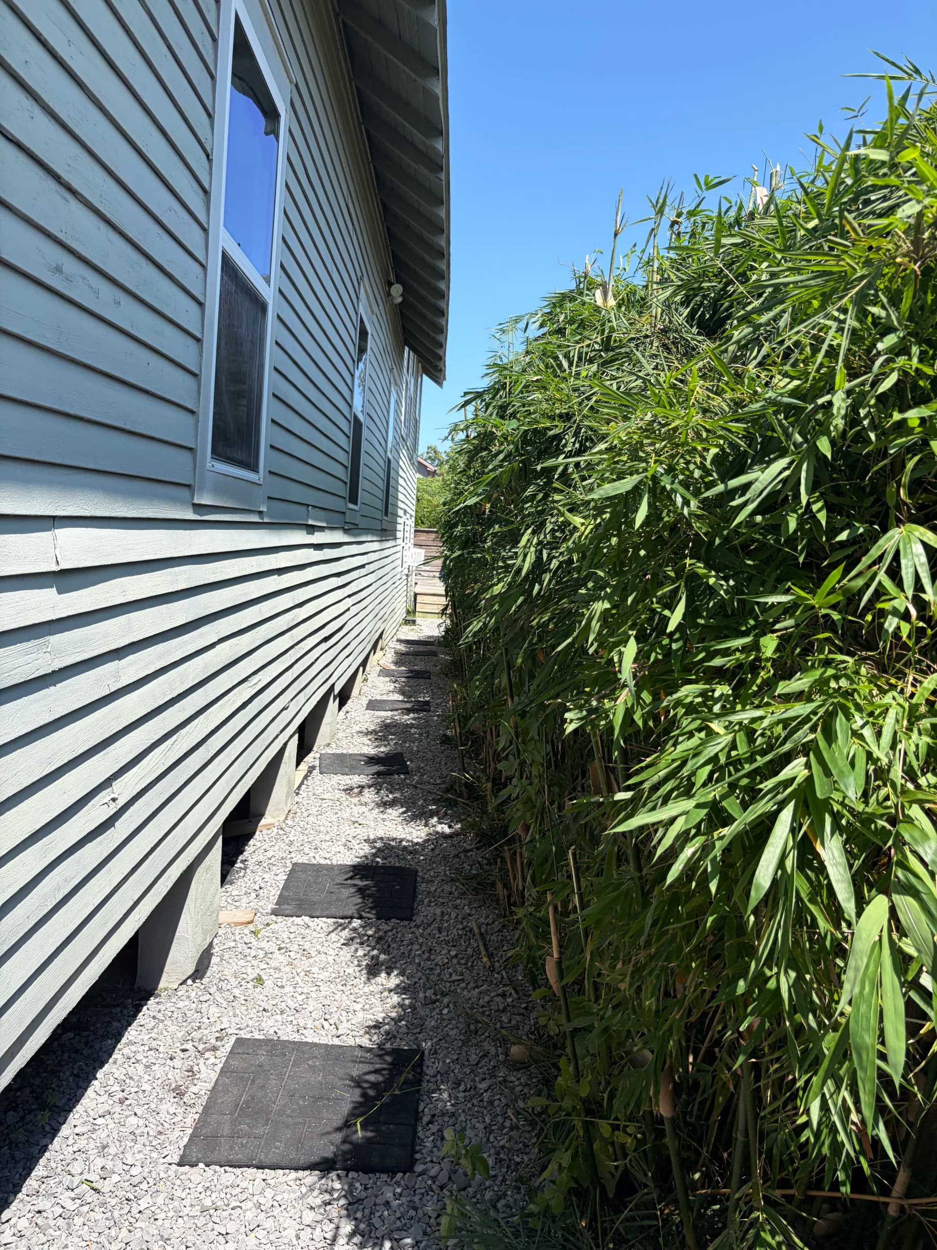 Gallery photos for Overgrown Bamboo and Hedge Trimming Done Right: Image #3