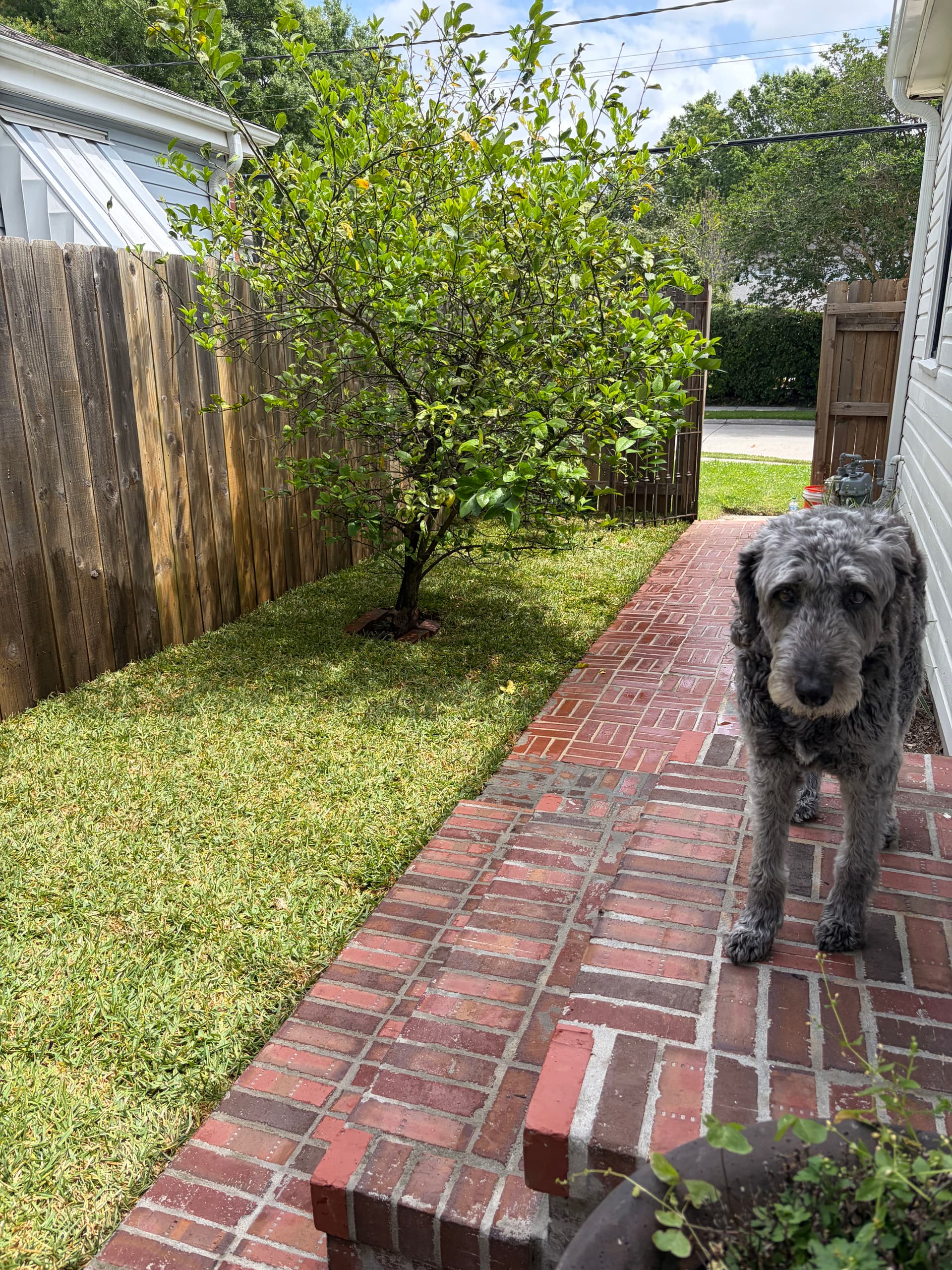 Gallery photos for St. Augustine Sod Installation Turns a Bare Side Yard Green: Image #1