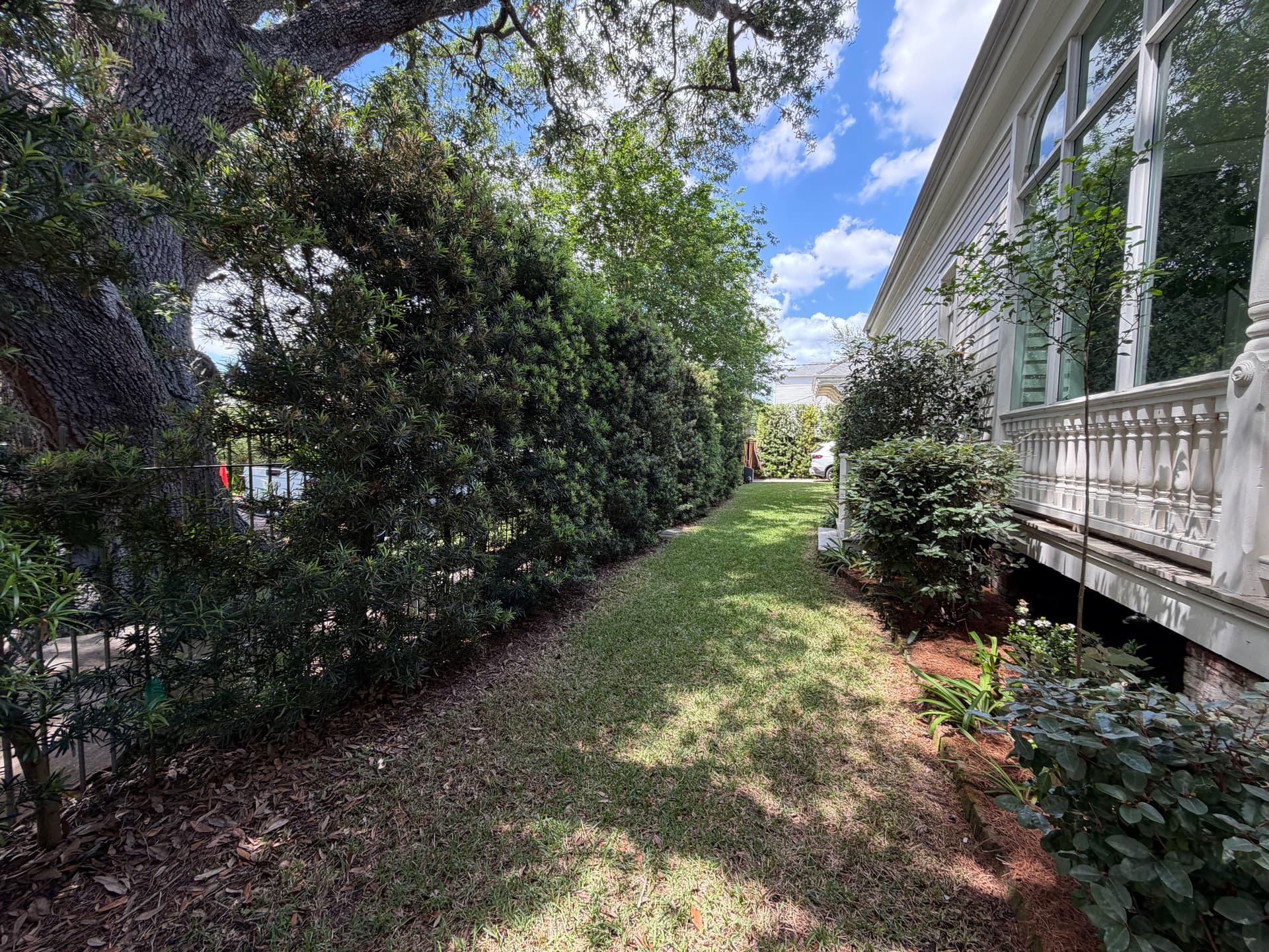 Gallery photos for Full Spring Cleanup on a Historic Property with Oak, Palms, and Garden Beds: Image #6