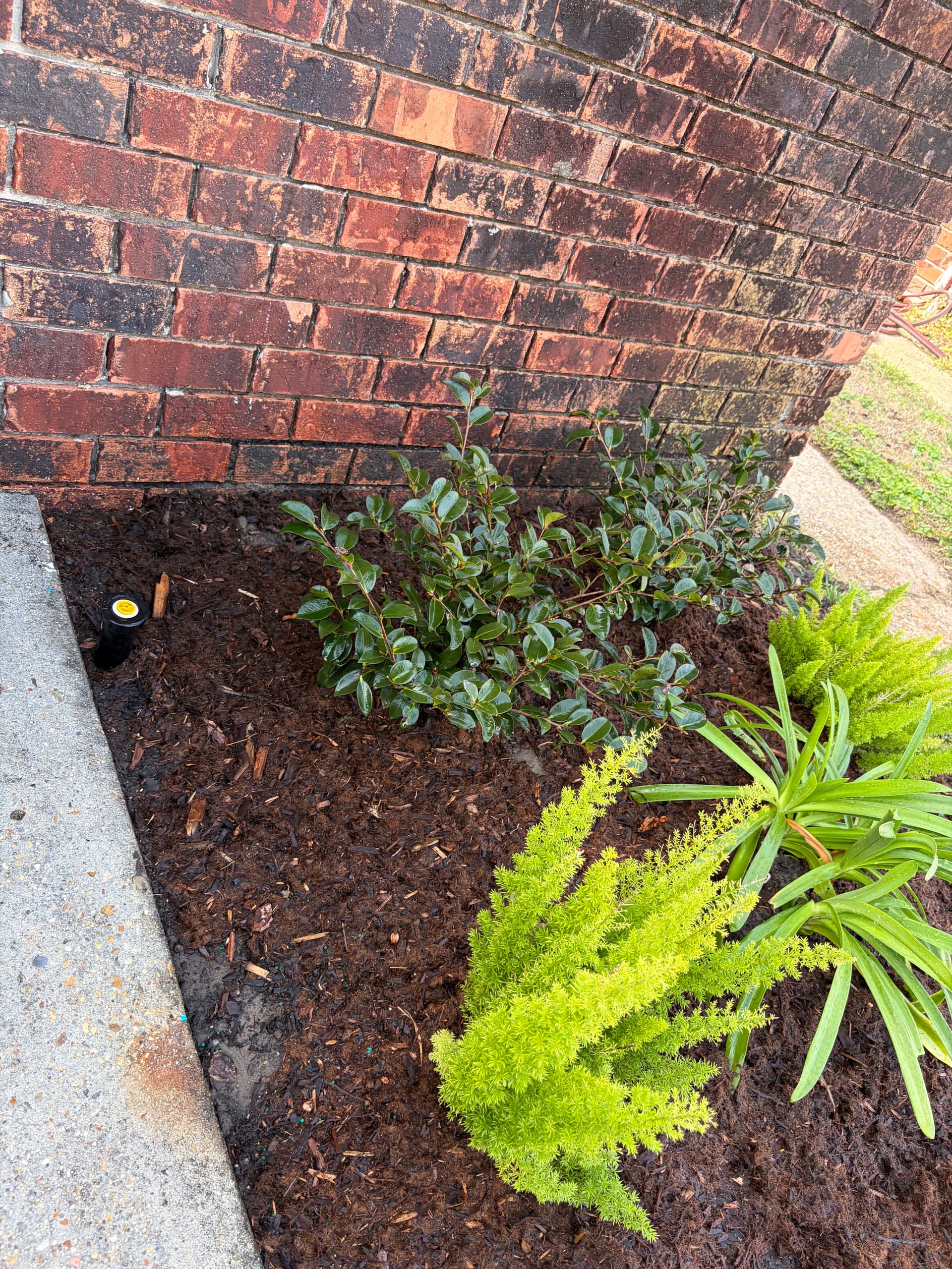 Gallery photos for Front Yard Transformation with Fresh Landscapes and Smart Irrigation: Image #5