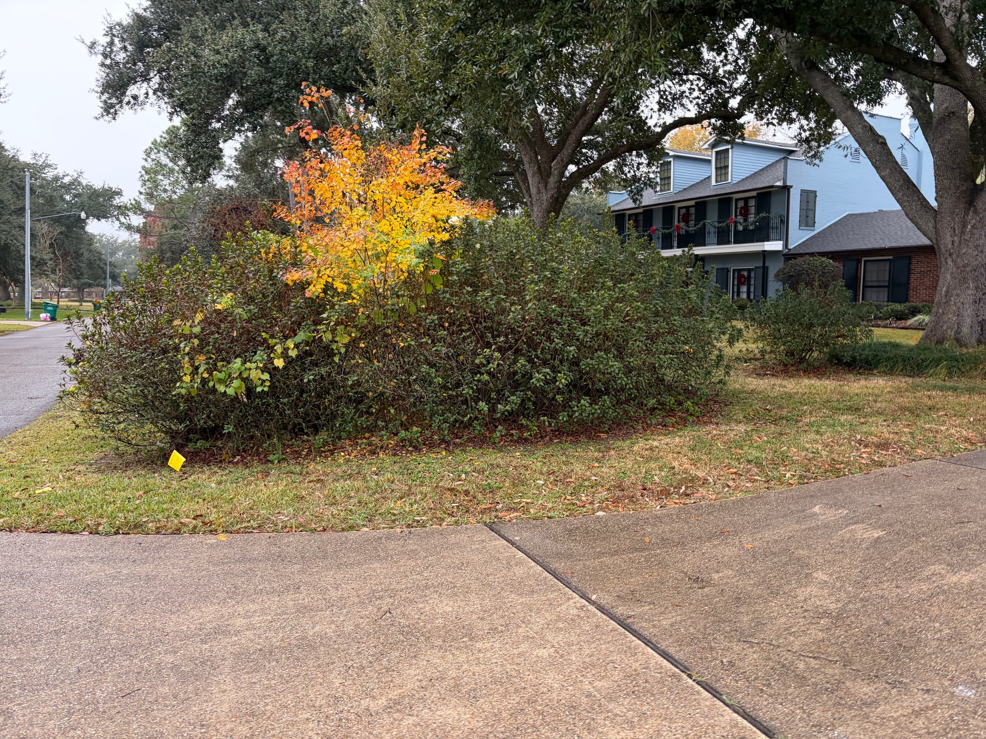 Gallery photos for Tidy and Trimmed: Holiday Ready Landscaping: Image #5