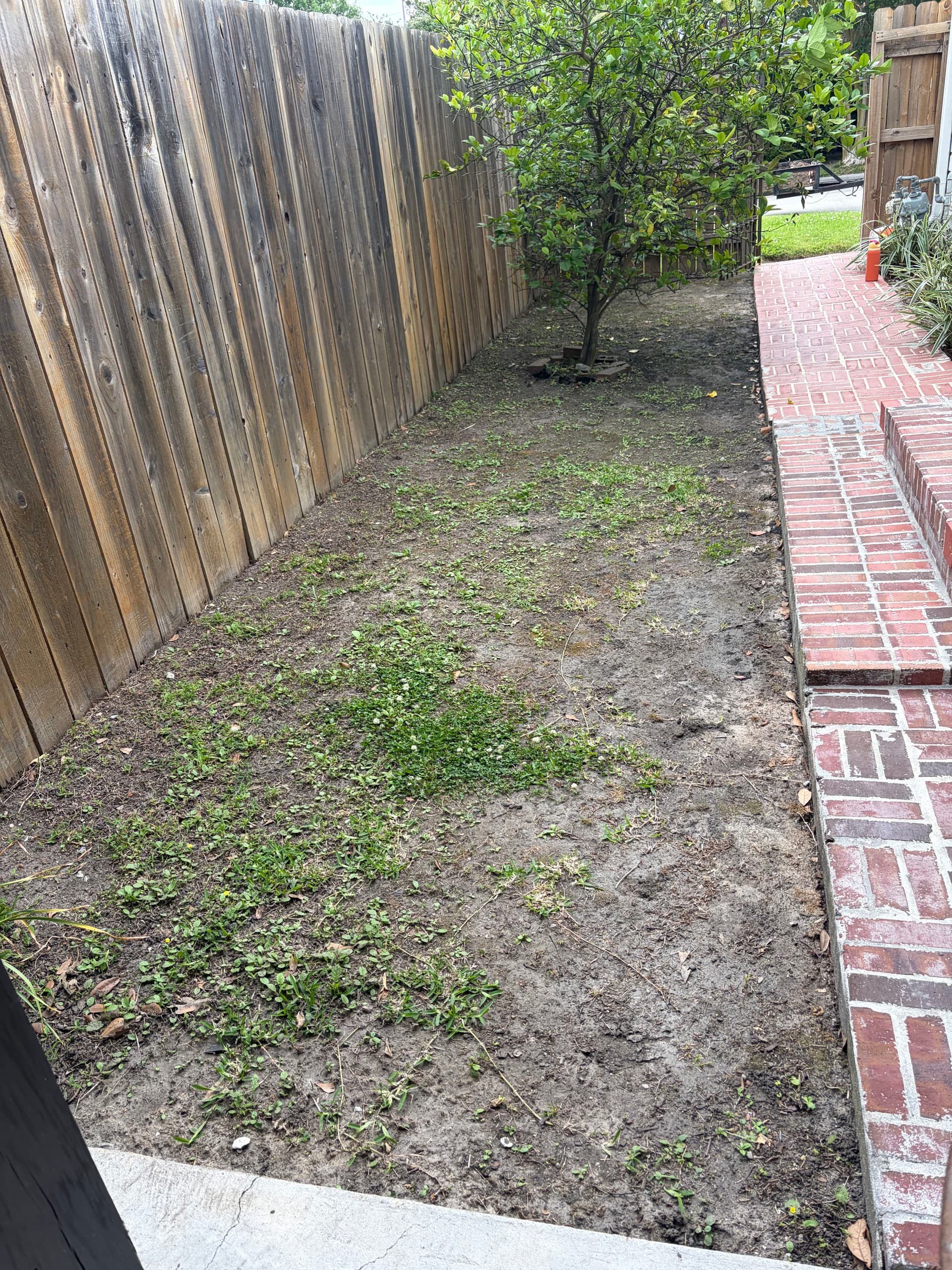 St. Augustine Sod Installation Turns a Bare Side Yard Green image