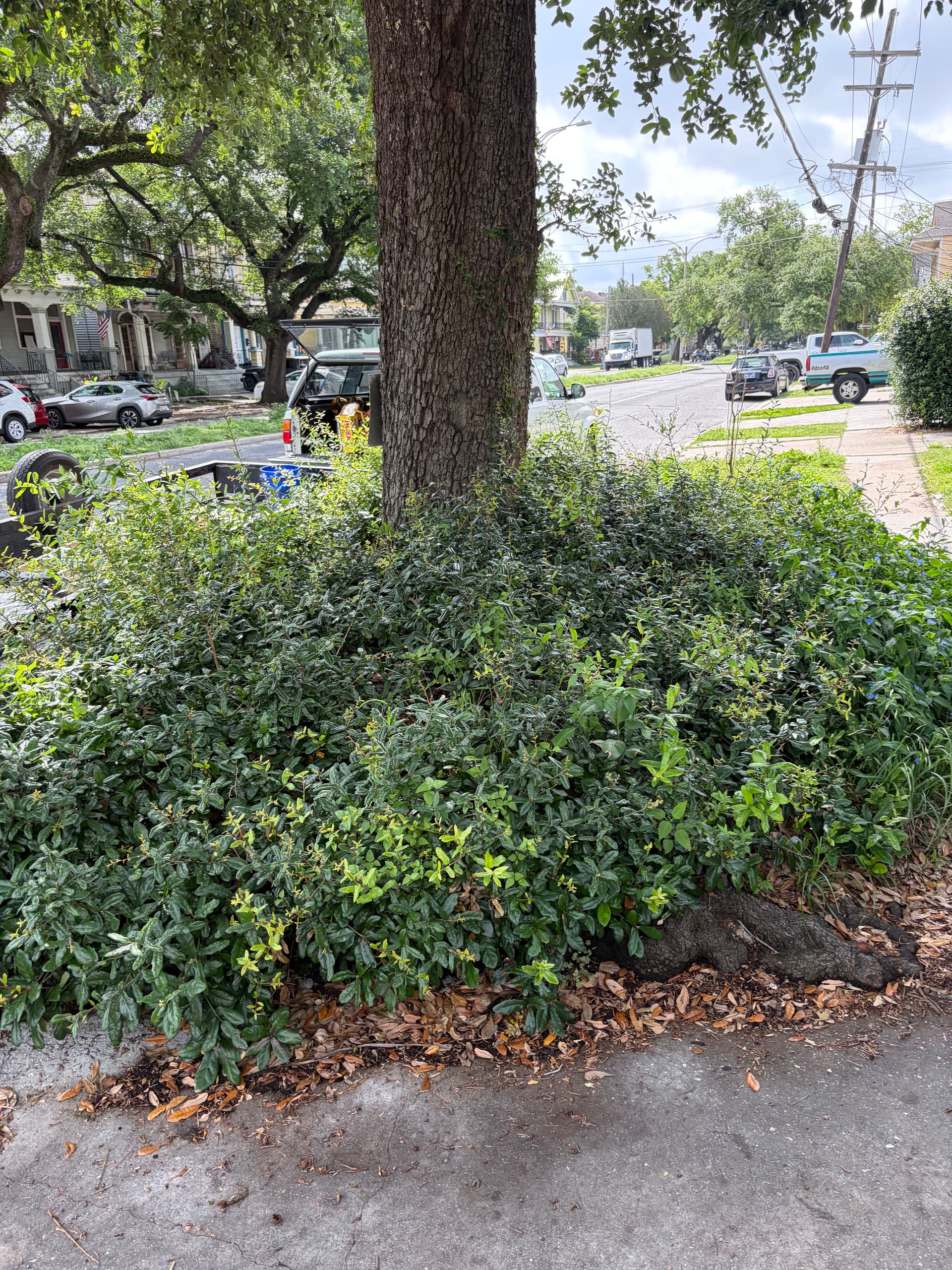 Oak Trimming, Shrub Cleanup and Rock Bed Installation Done Right image