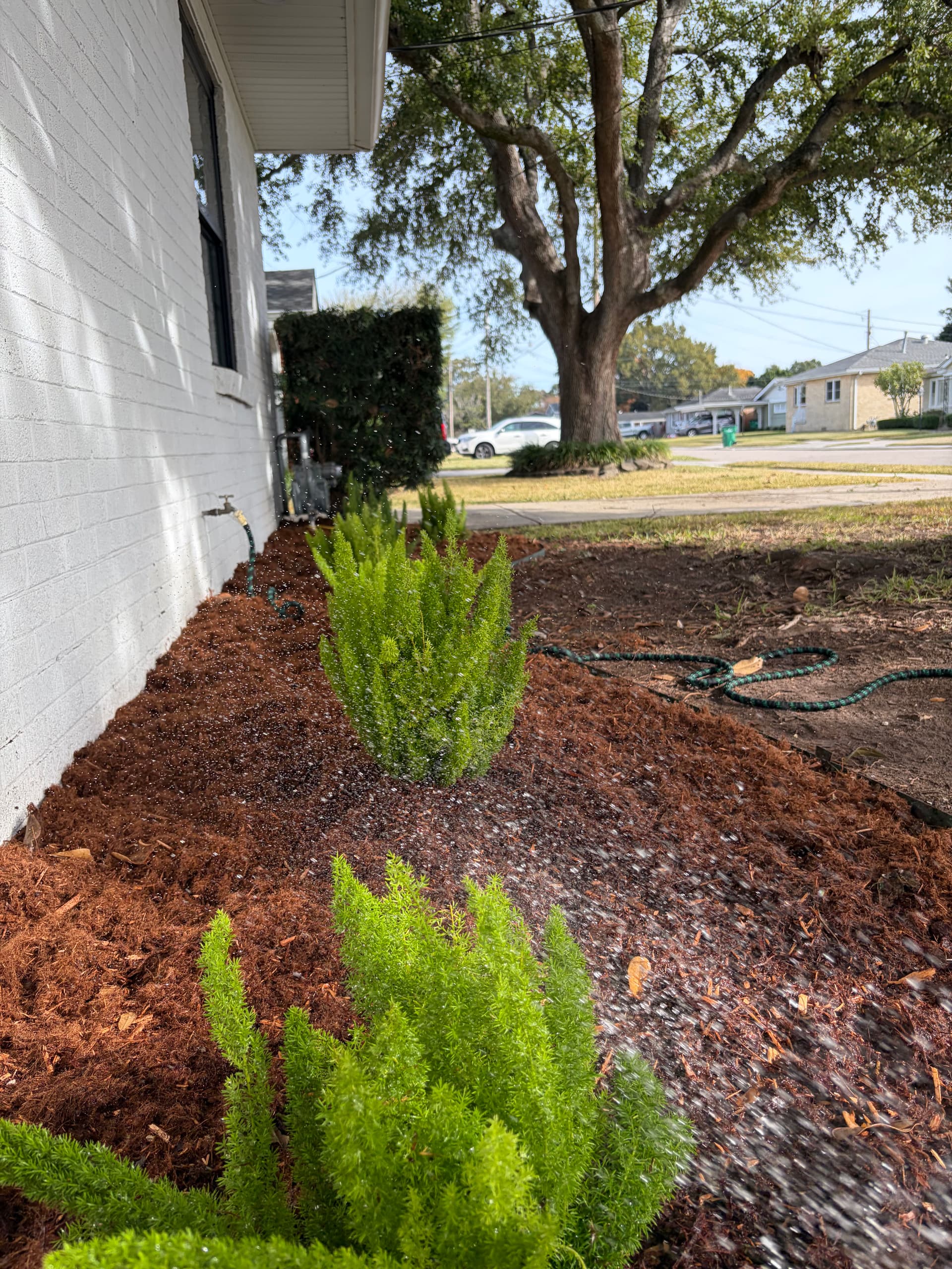 Gallery photos for Revamped Front Yard Landscape: Image #7