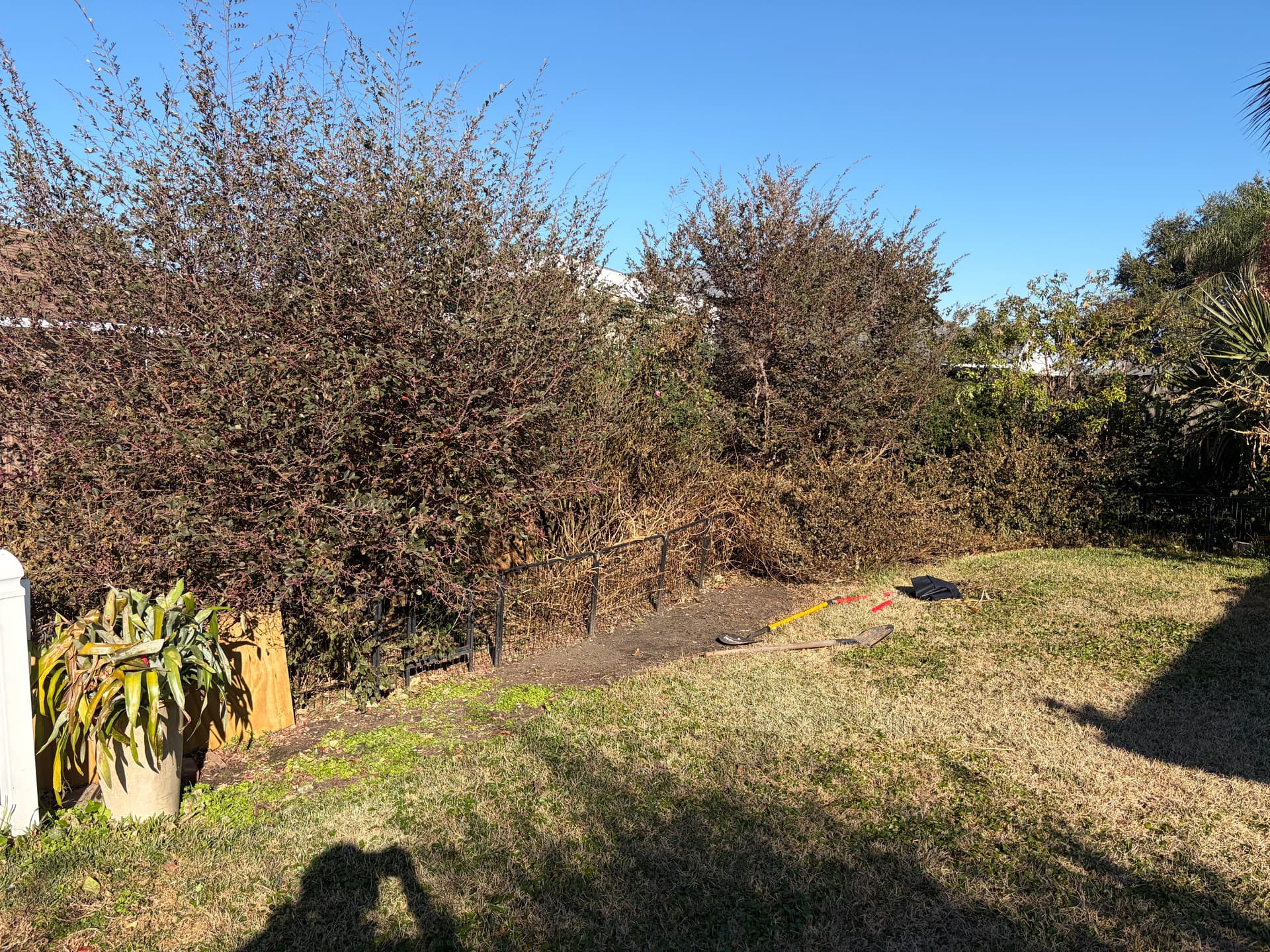 Complete Yard Cleanup in Metairie