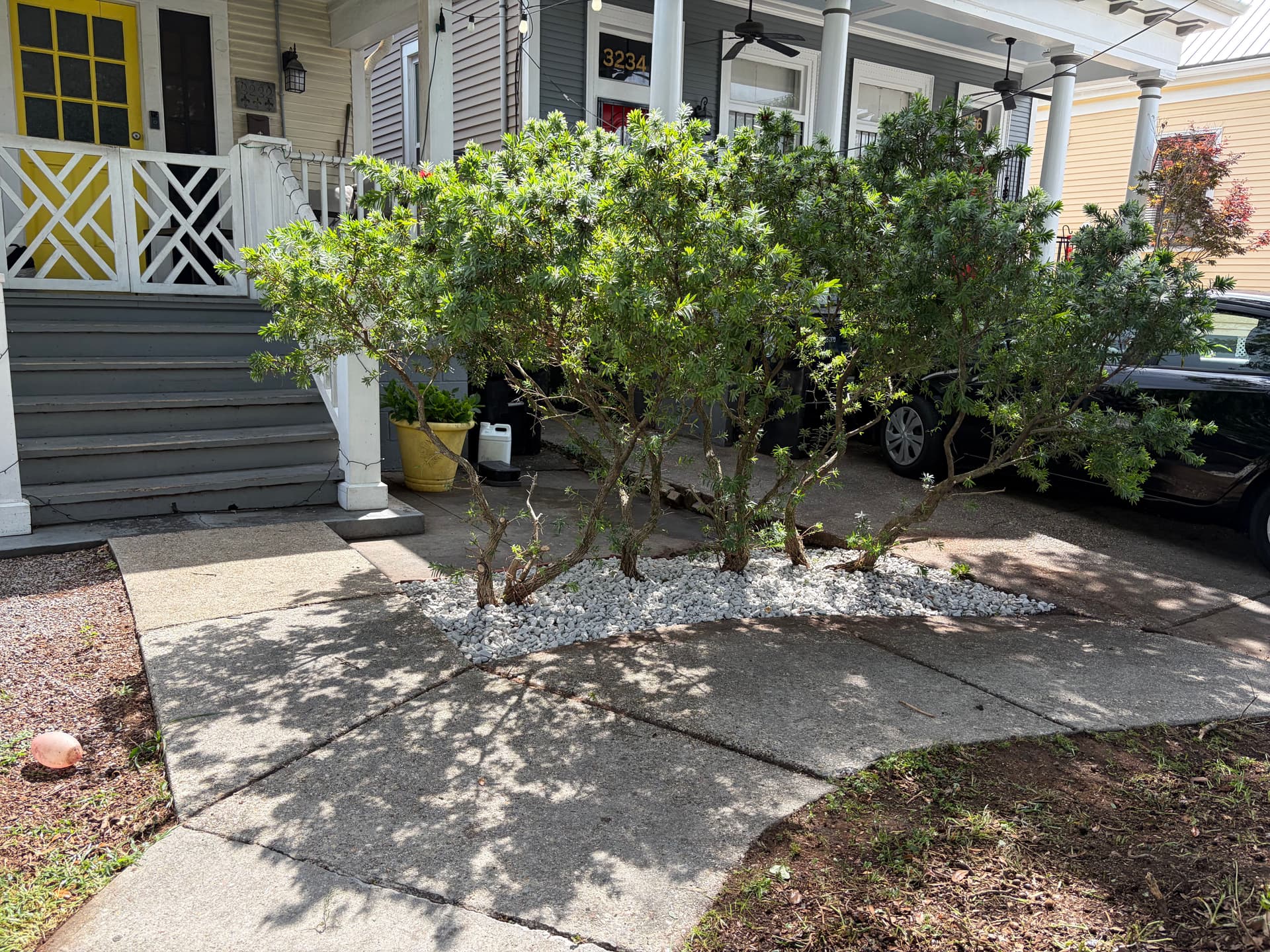 Gallery photos for Oak Trimming, Shrub Cleanup and Rock Bed Installation Done Right: Image #3