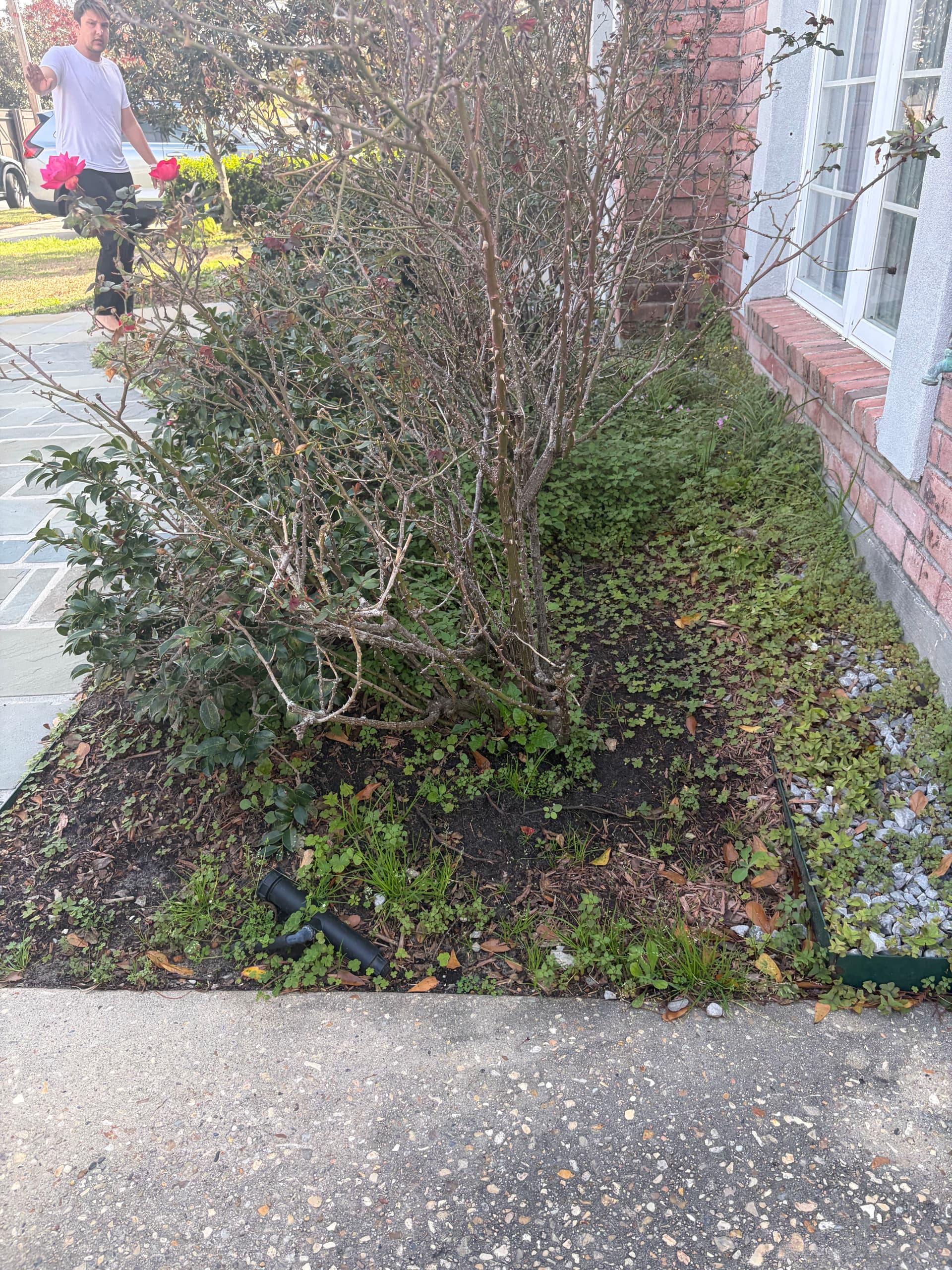 Gallery photos for Garden Makeover with Fresh Planting: Image #1