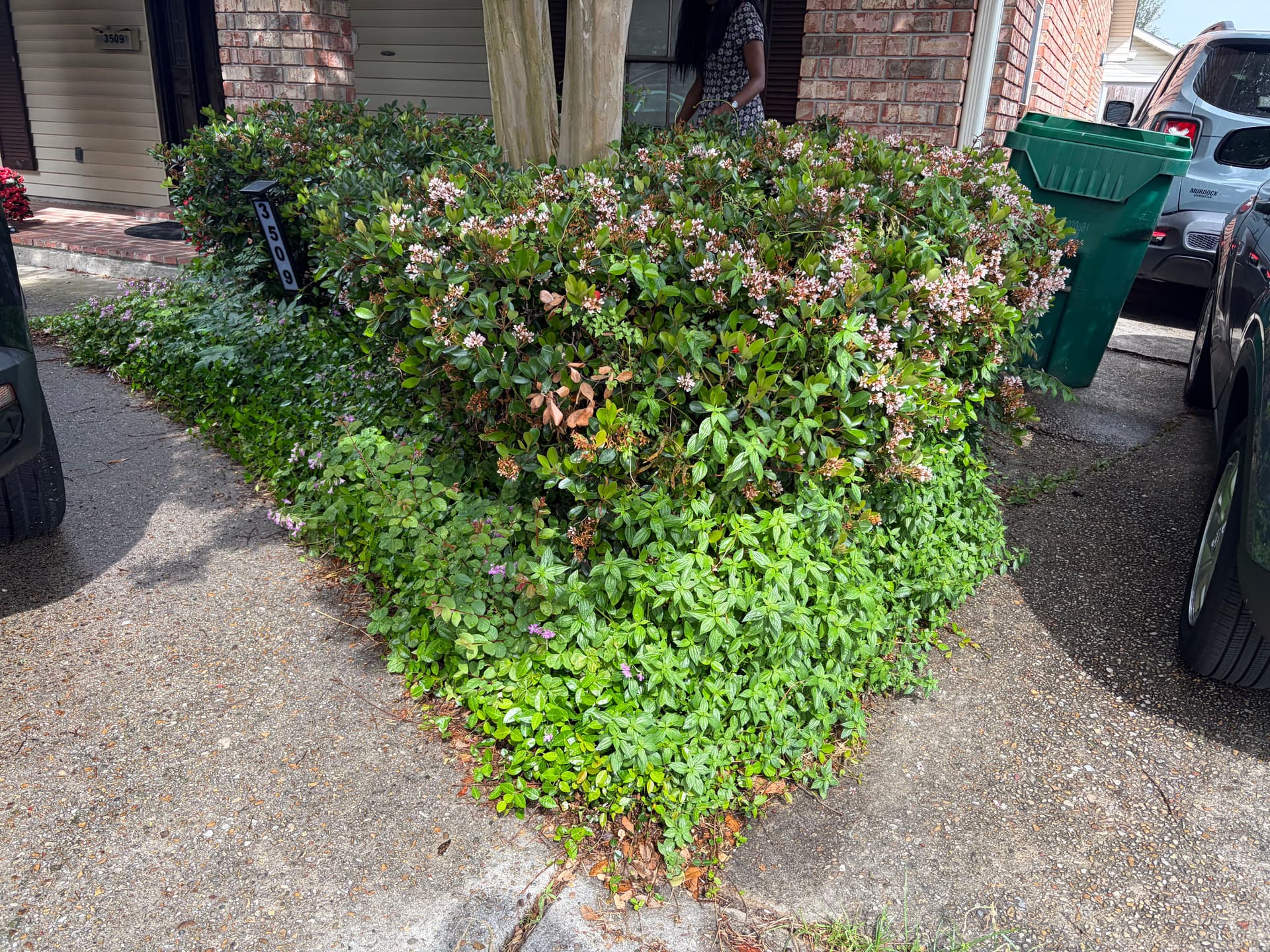 Gallery photos for Comprehensive Yard Cleanup and Transformation: Image #2