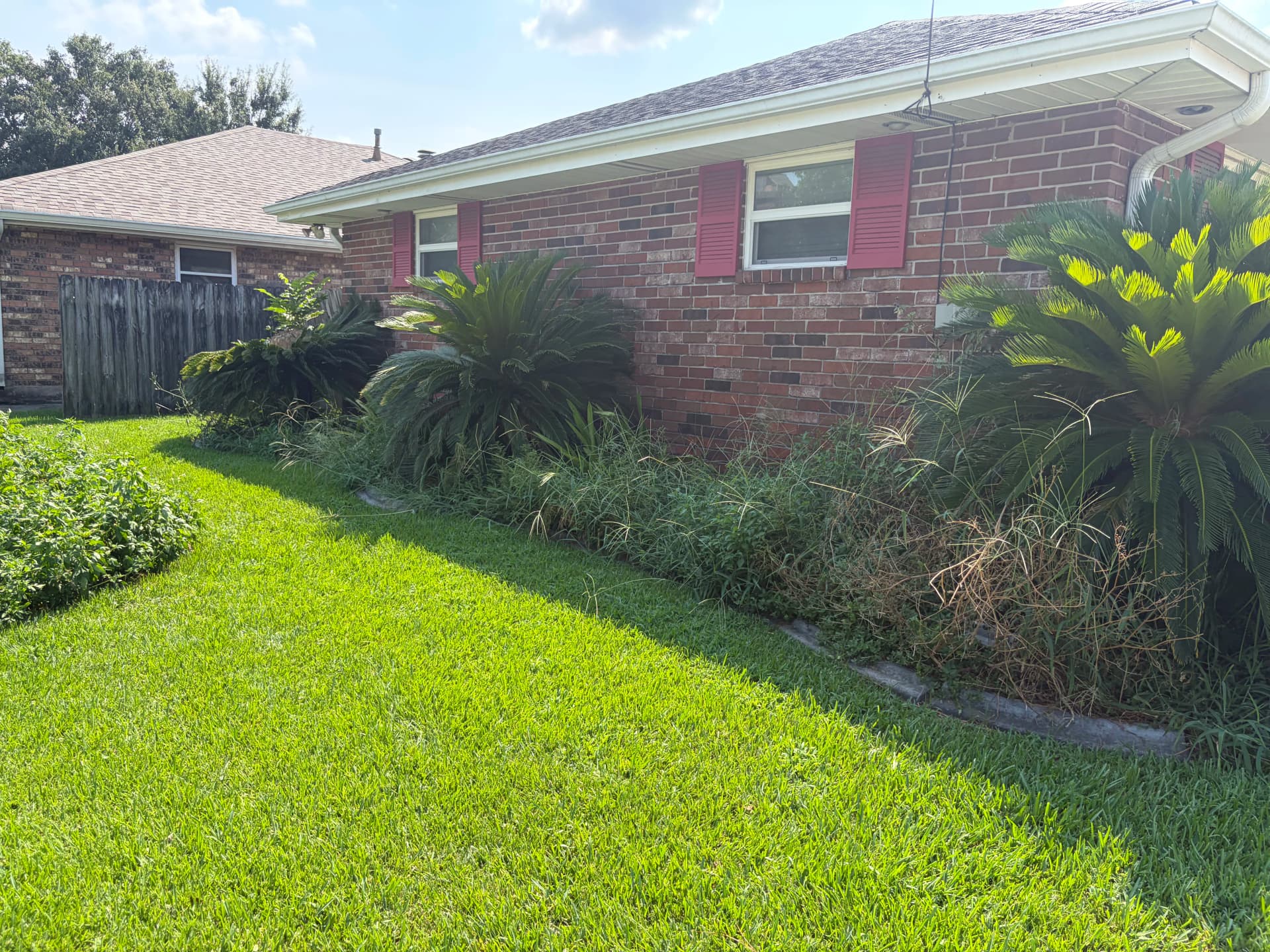Overgrown Beds Gone - Fresh Mulch and Trimmed Palms image