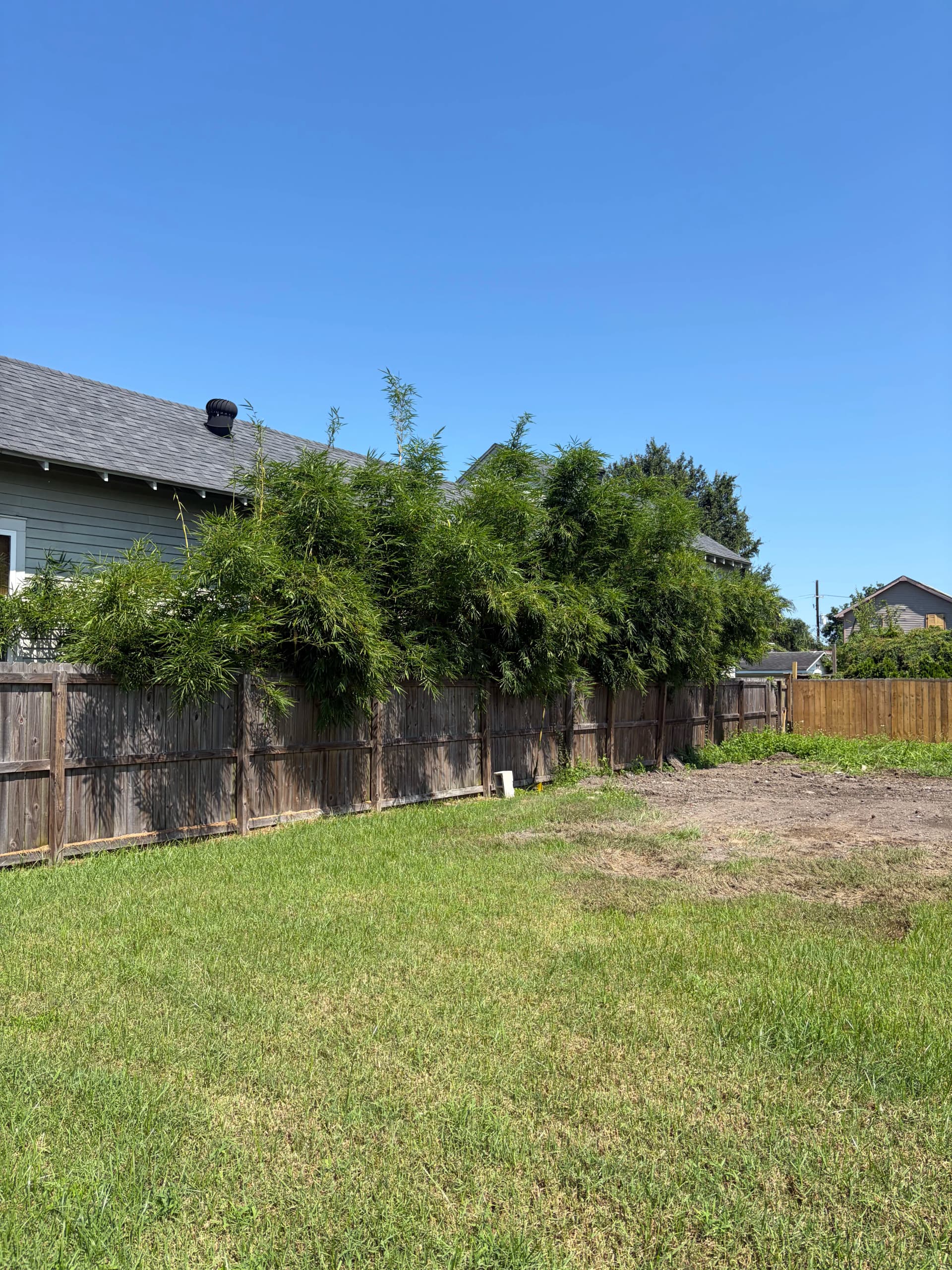 Overgrown Bamboo and Hedge Trimming Done Right image