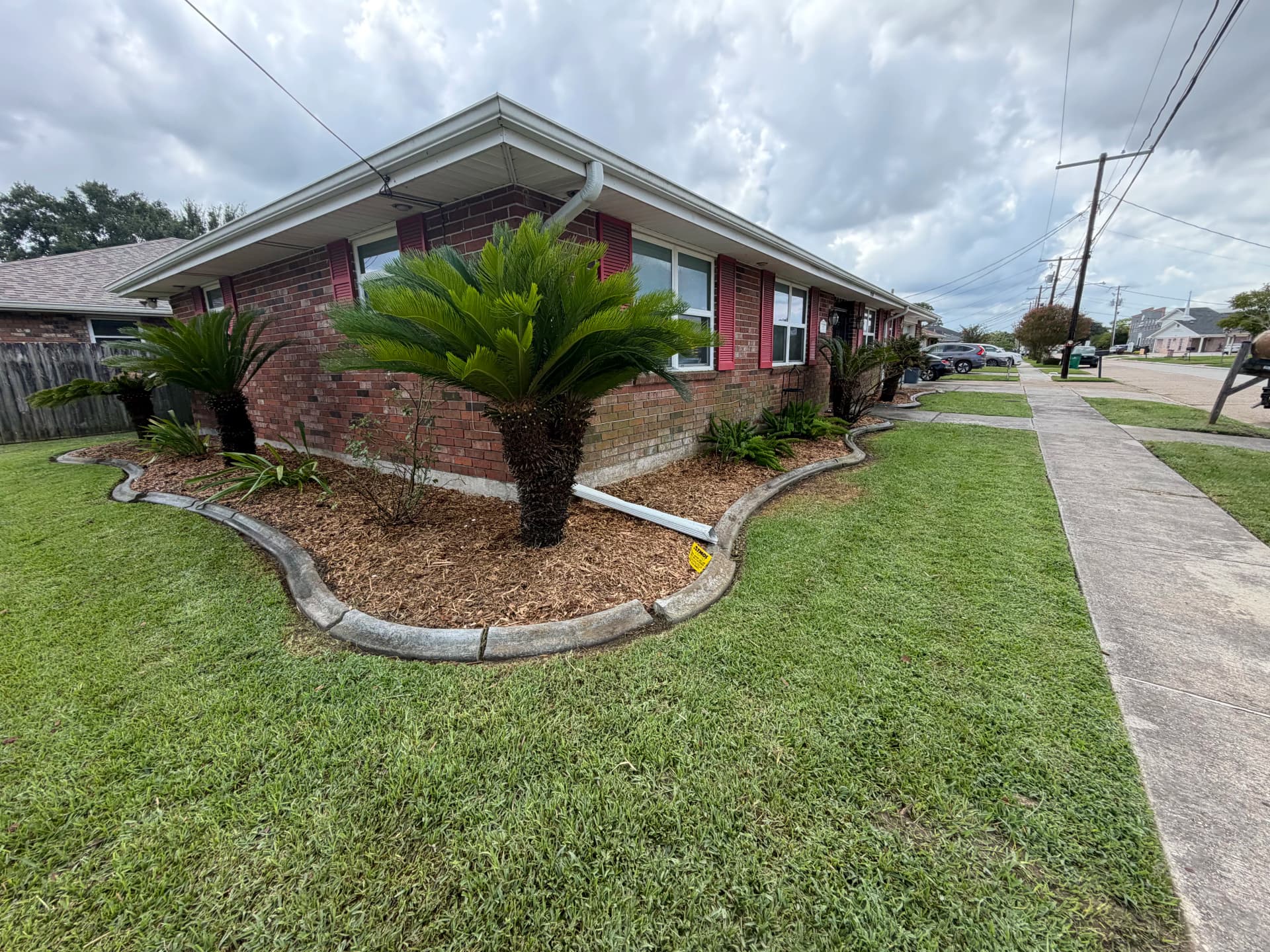 Gallery photos for Overgrown Beds Gone - Fresh Mulch and Trimmed Palms: Image #8