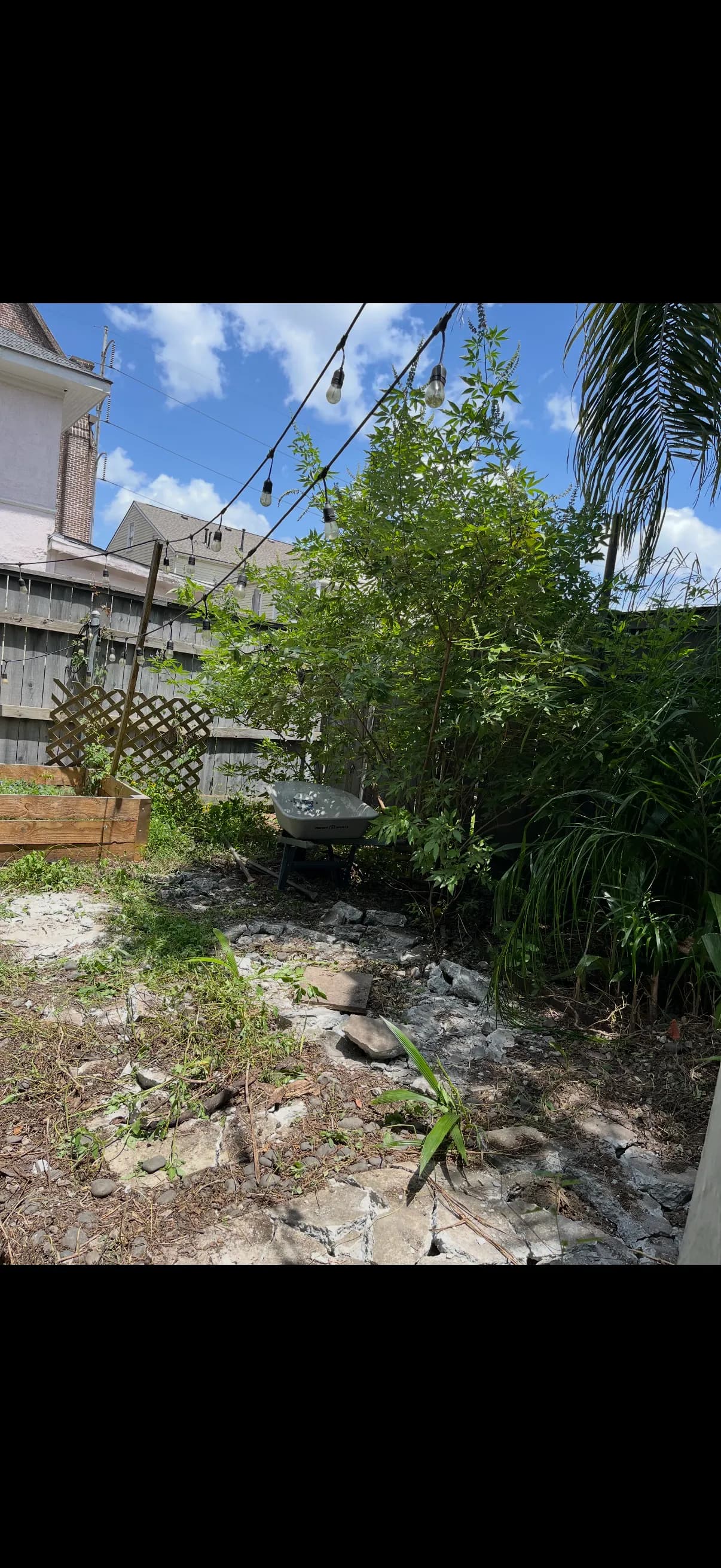 Gallery photos for Cracked Concrete Out, Native Plants and Pavers In: Image #5