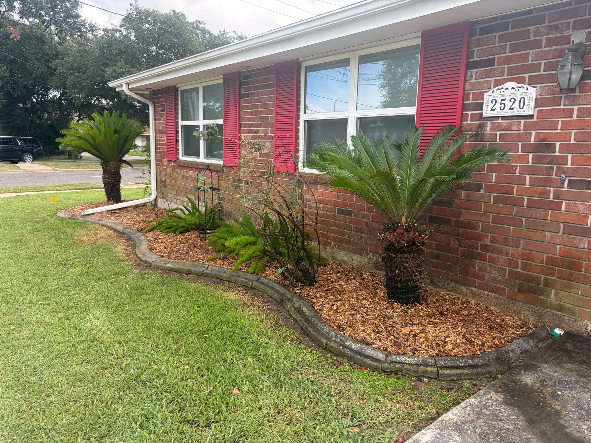 Gallery photos for Overgrown Beds Gone - Fresh Mulch and Trimmed Palms: Image #5