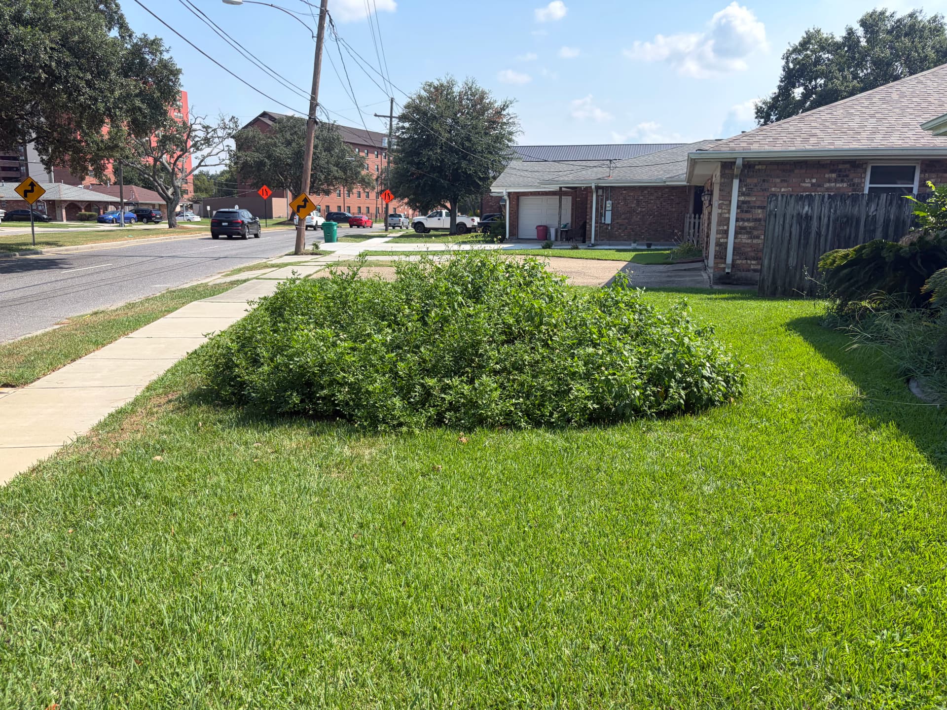 Gallery photos for Overgrown Beds Gone - Fresh Mulch and Trimmed Palms: Image #2