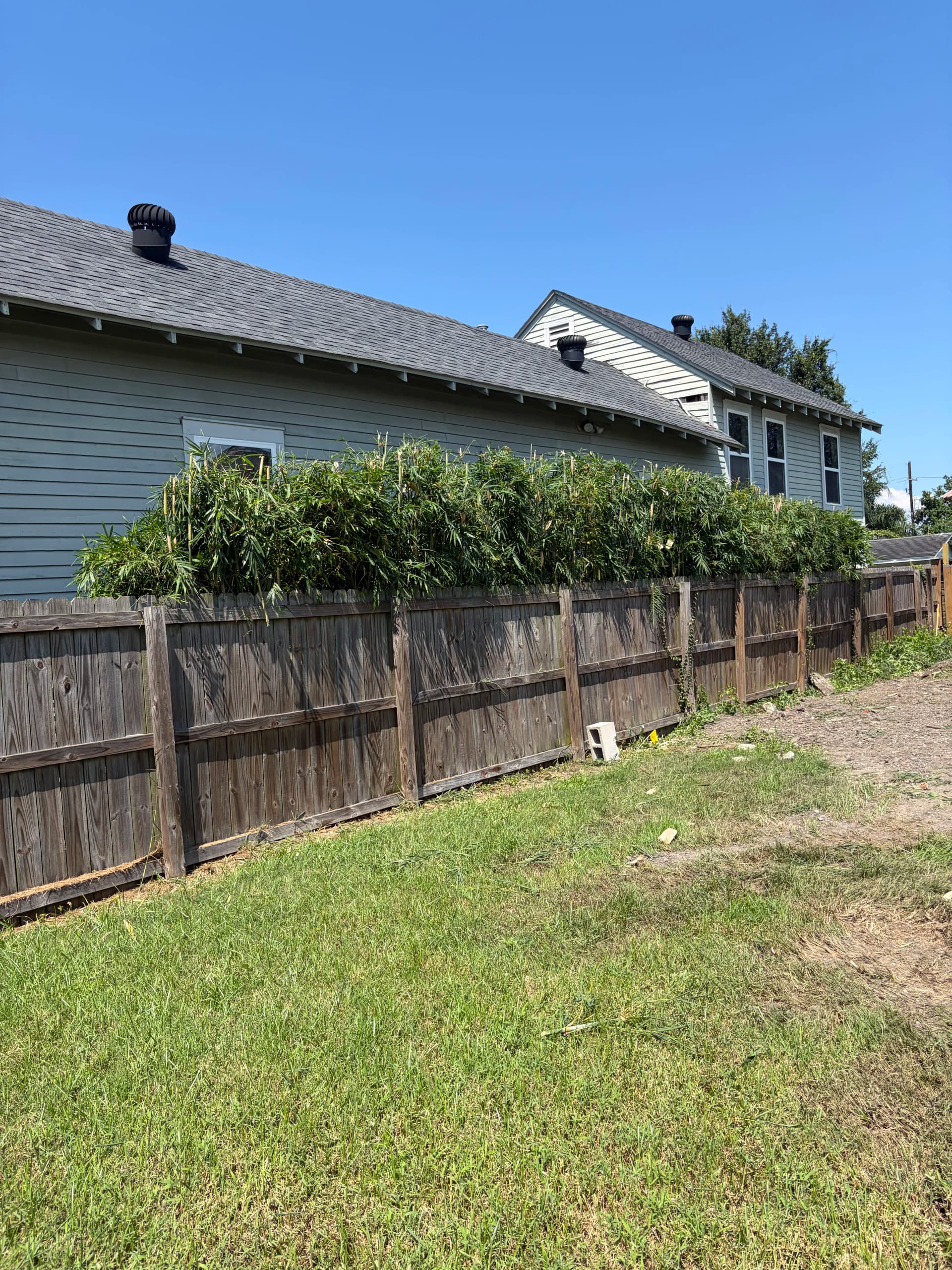 Gallery photos for Overgrown Bamboo and Hedge Trimming Done Right: Image #1