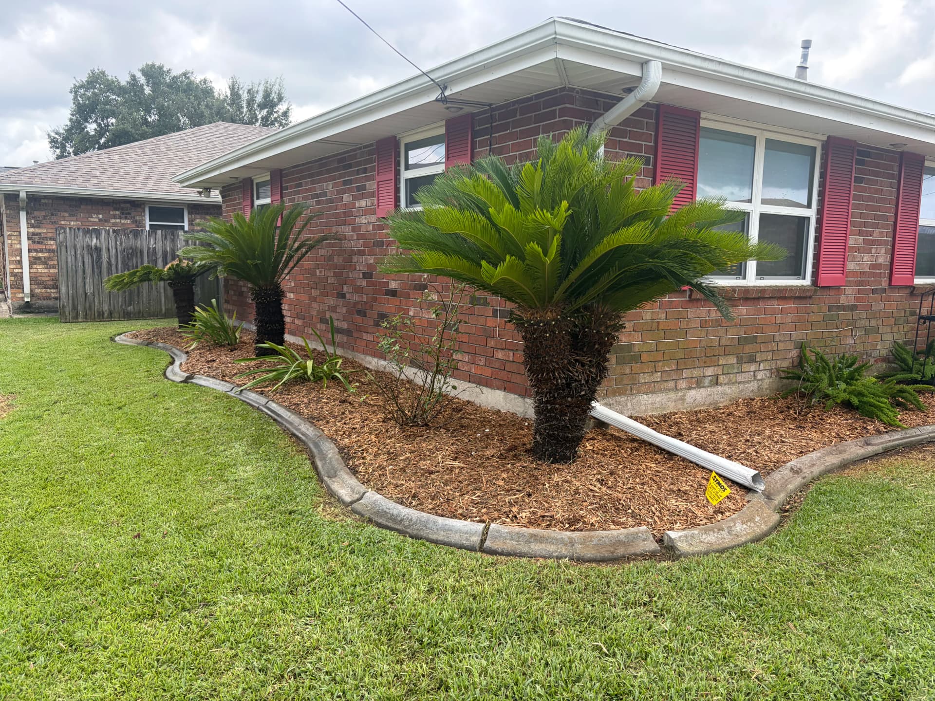 Gallery photos for Overgrown Beds Gone - Fresh Mulch and Trimmed Palms: Image #6