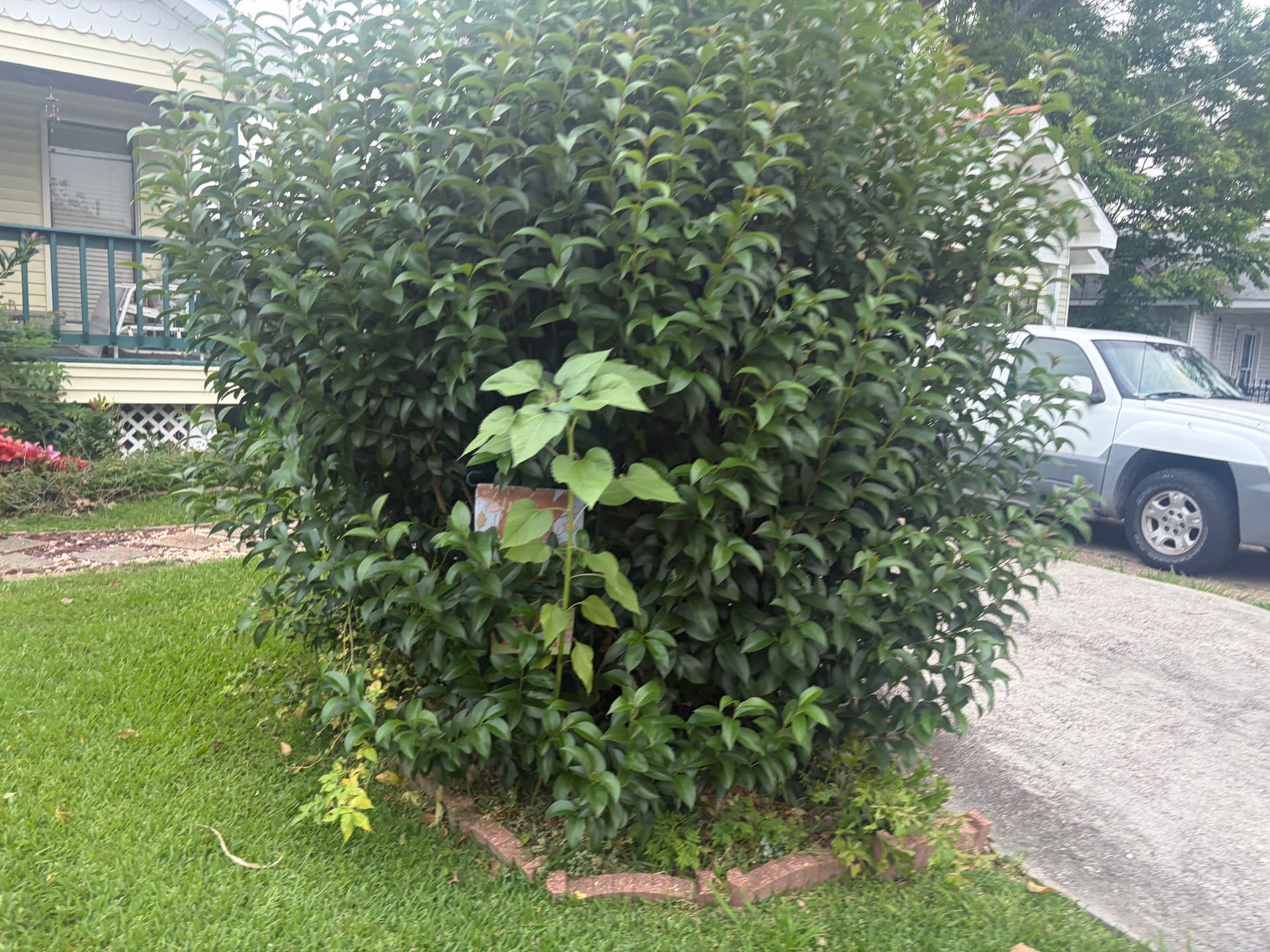 Gallery photos for Front Yard Bed Cleanup and Refresh Done Right: Image #2