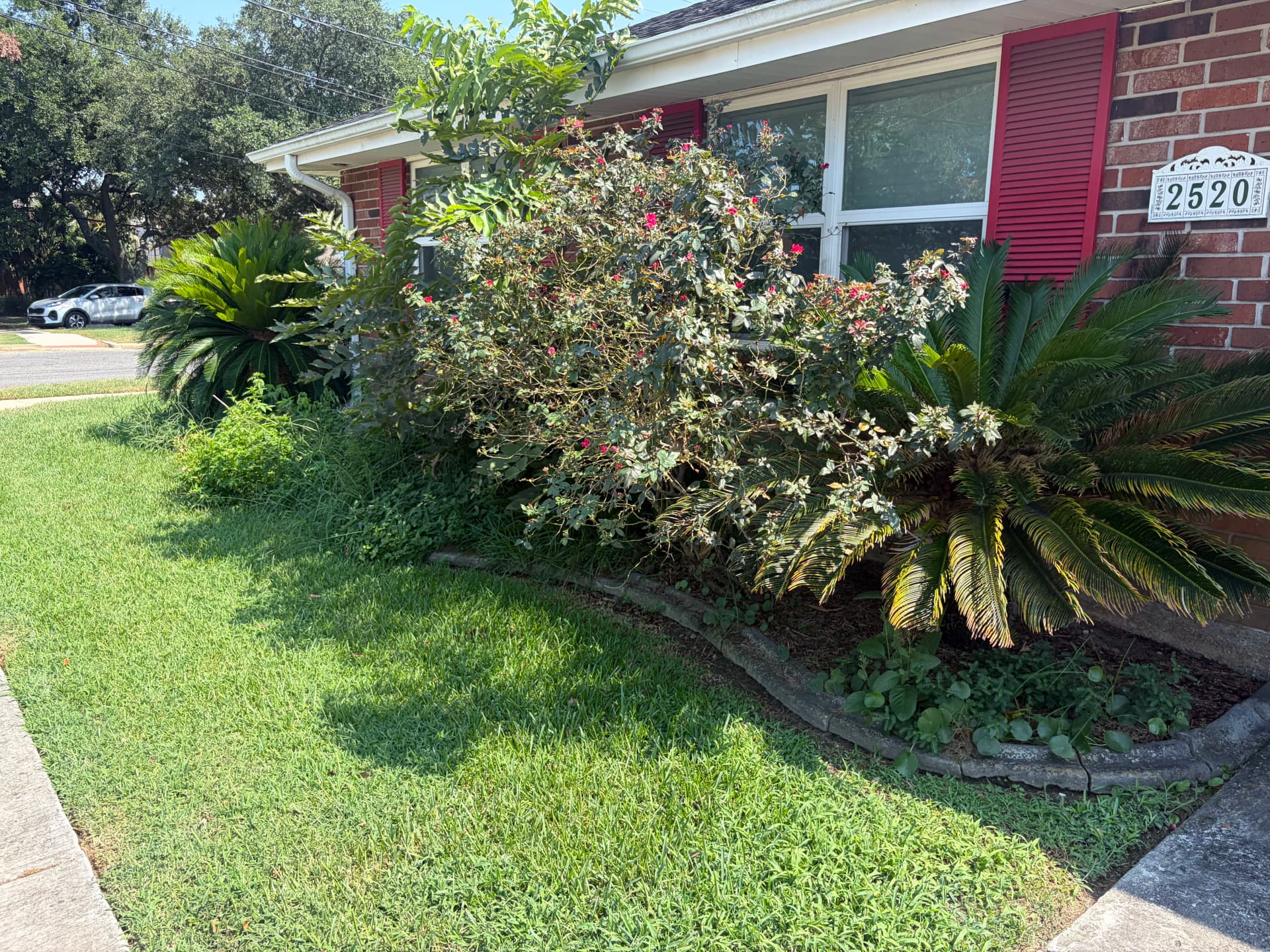 Gallery photos for Overgrown Beds Gone - Fresh Mulch and Trimmed Palms: Image #3