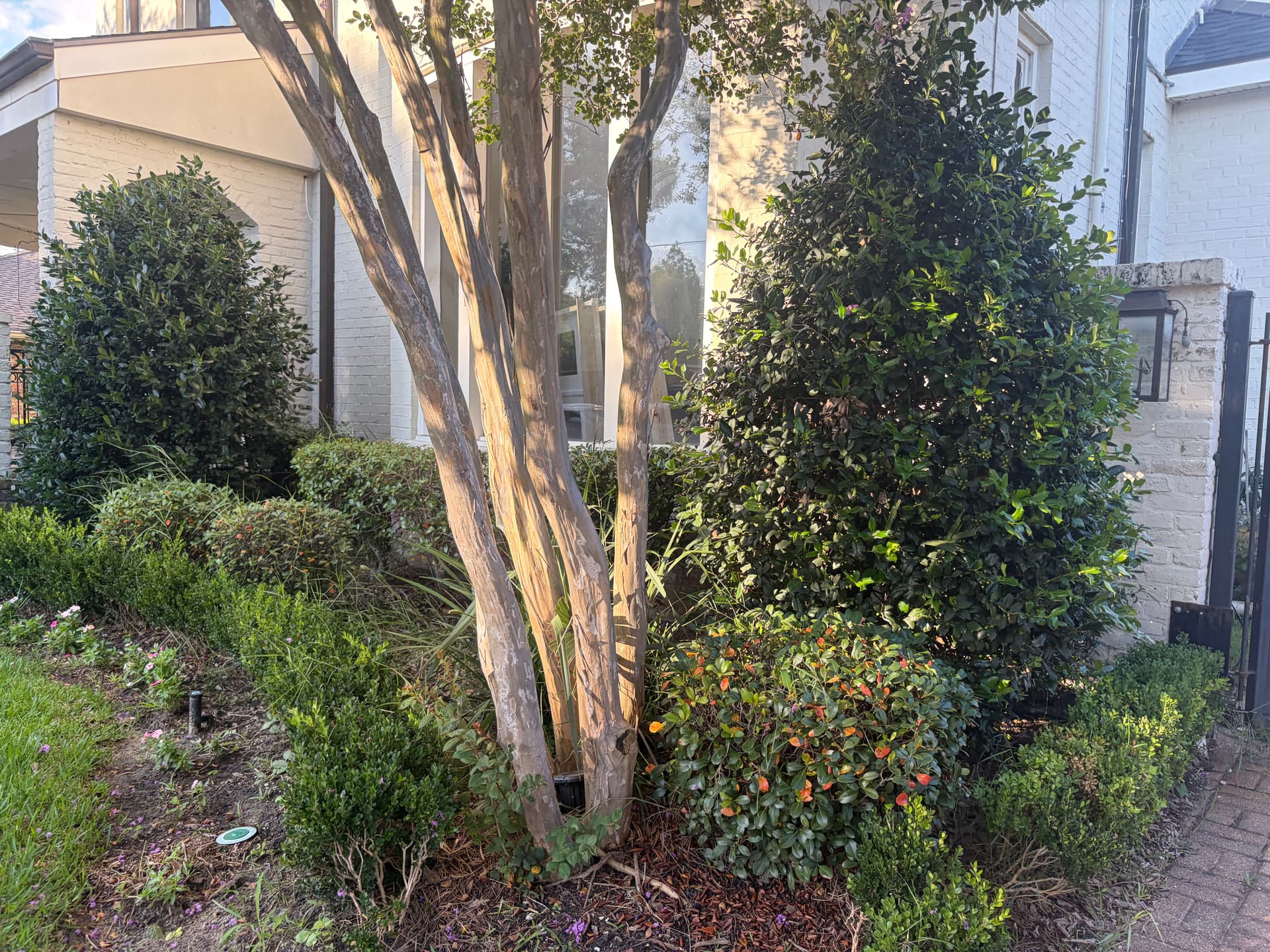 Gallery photos for Front Yard Shrub Trimming and Landscape Cleanup Done Right: Image #1