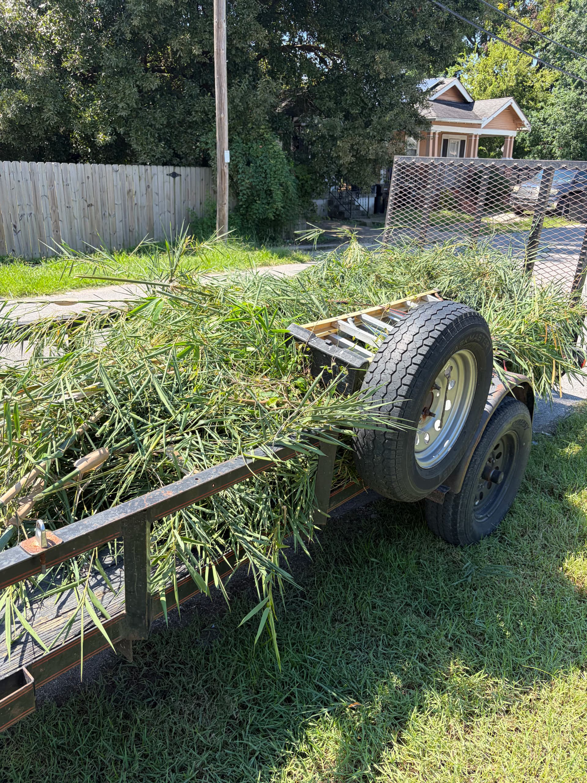 Gallery photos for Overgrown Bamboo and Hedge Trimming Done Right: Image #4