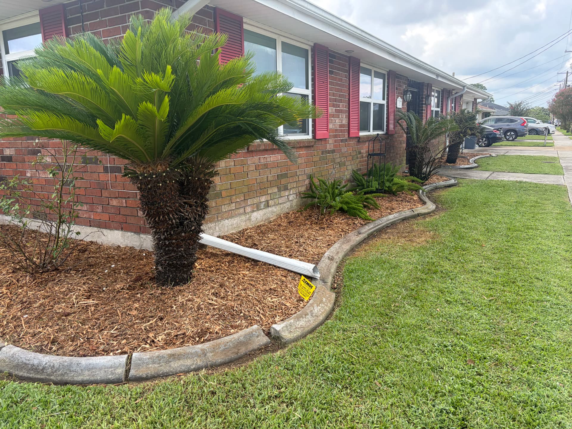 Gallery photos for Overgrown Beds Gone - Fresh Mulch and Trimmed Palms: Image #9